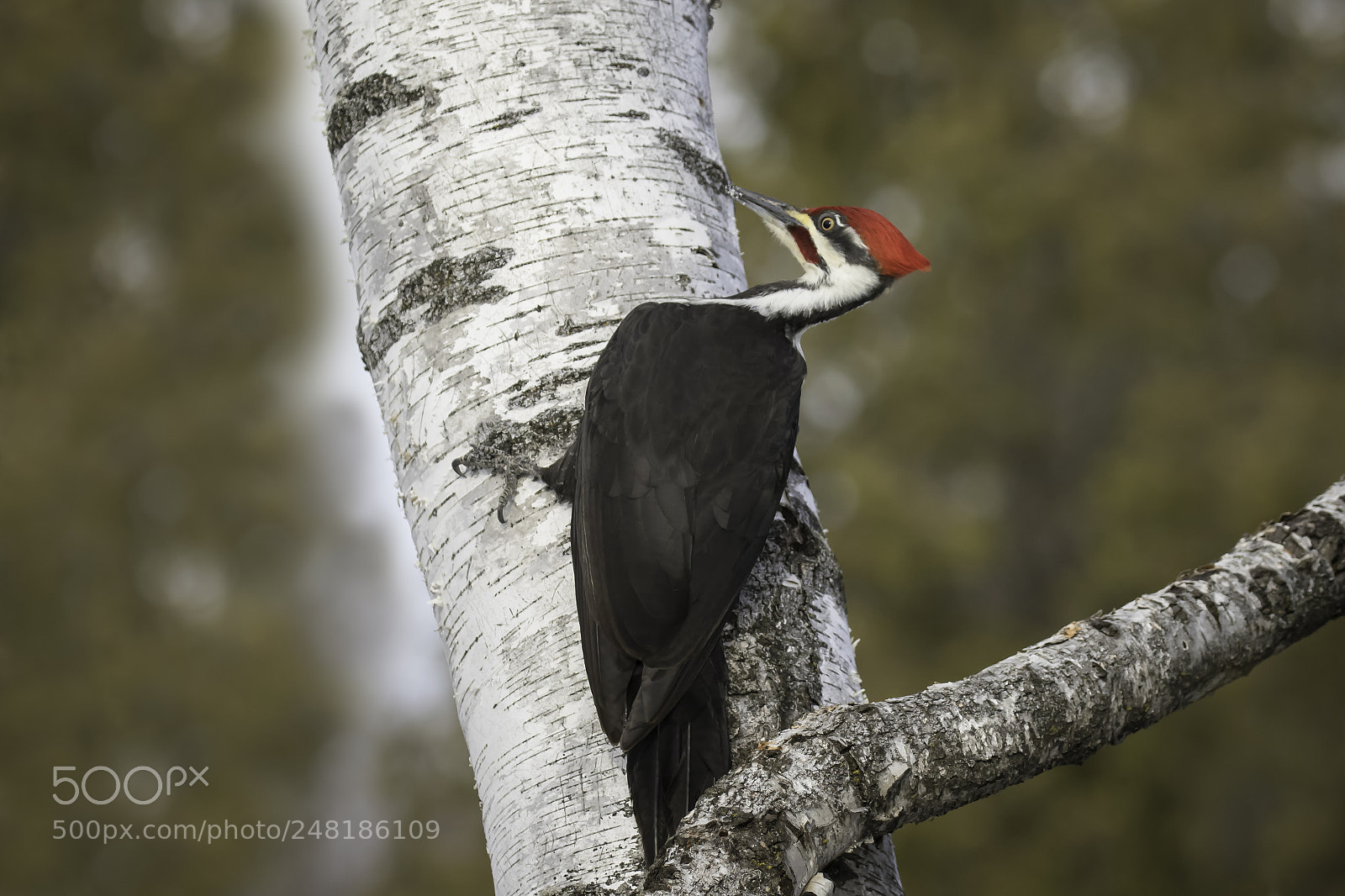 Canon EOS 7D Mark II sample photo. Pileated woodpecker photography