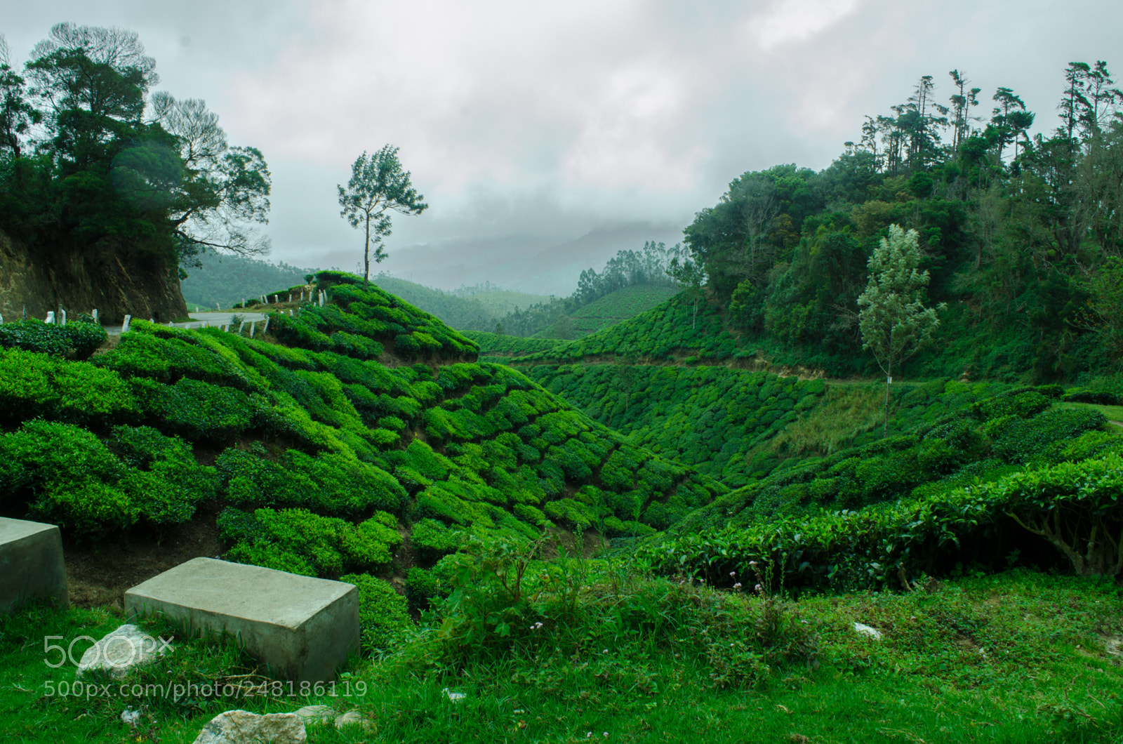 Nikon D5100 sample photo. Tea garden munnar (of ) photography
