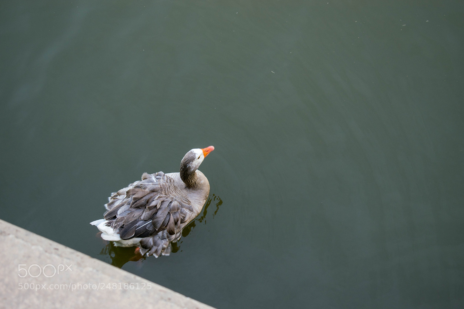 Nikon D5300 sample photo. Goose photography