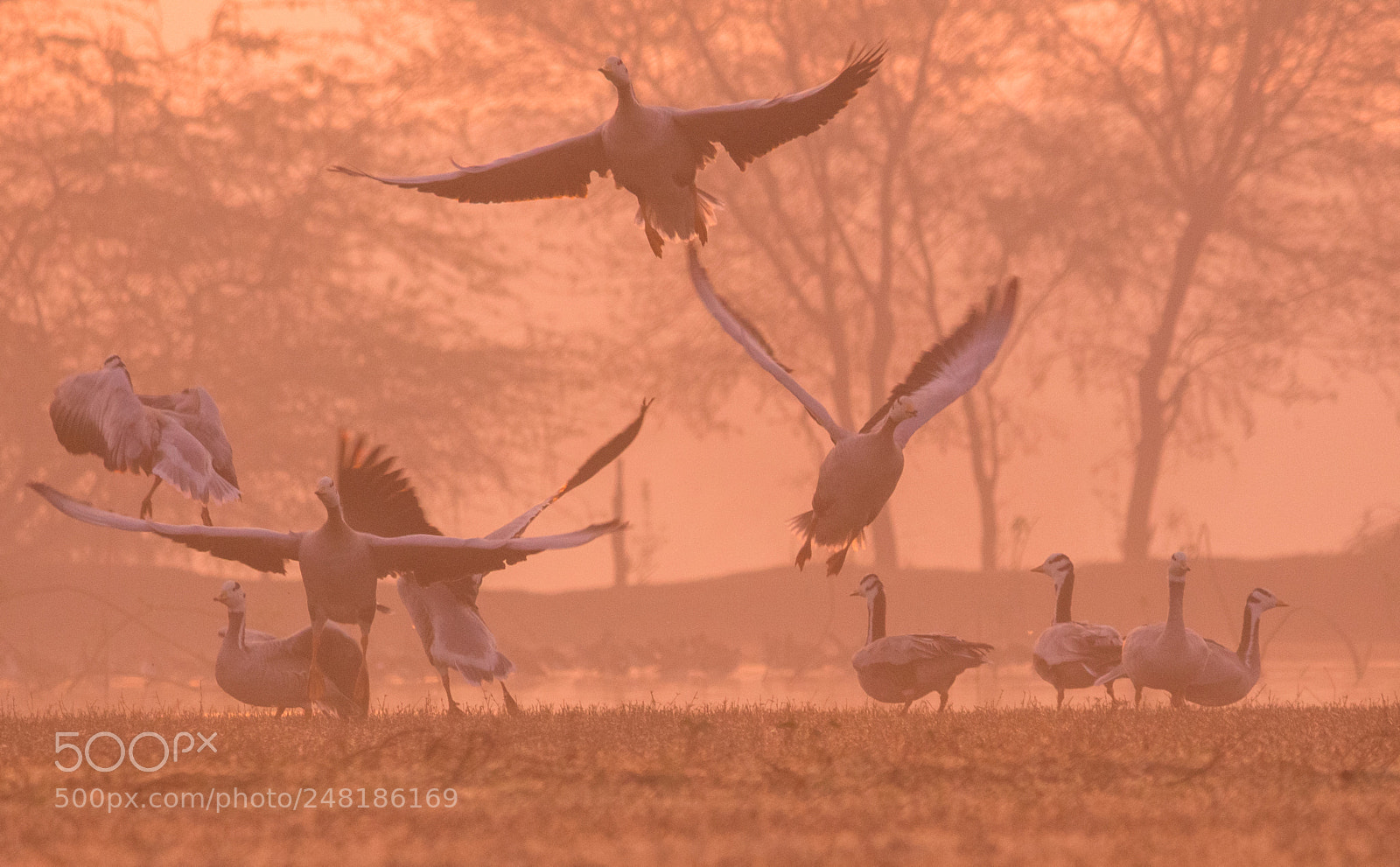 Canon EOS 700D (EOS Rebel T5i / EOS Kiss X7i) sample photo. Bar headed goose in photography
