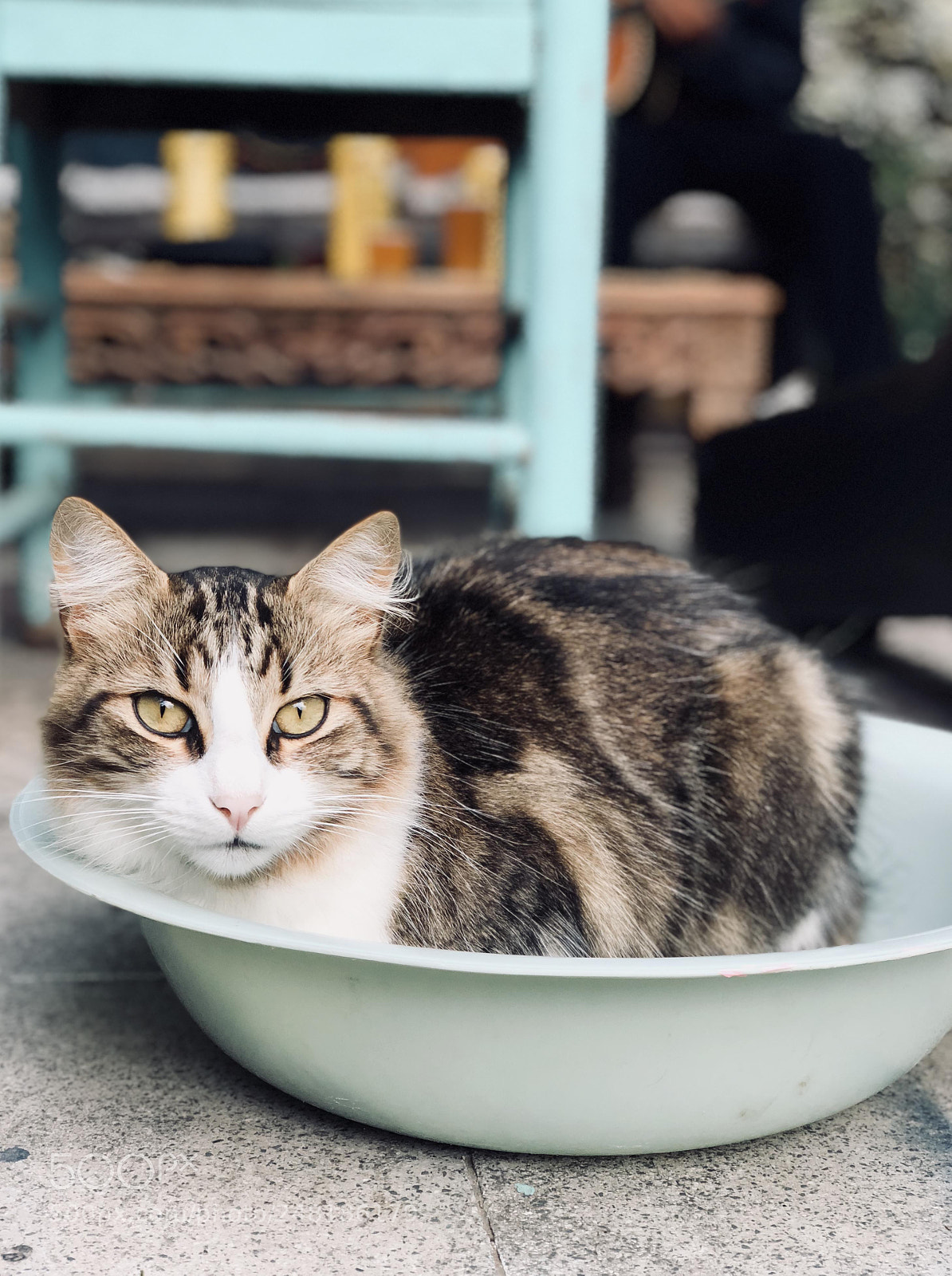 Apple iPhone X sample photo. Vida de gatos photography