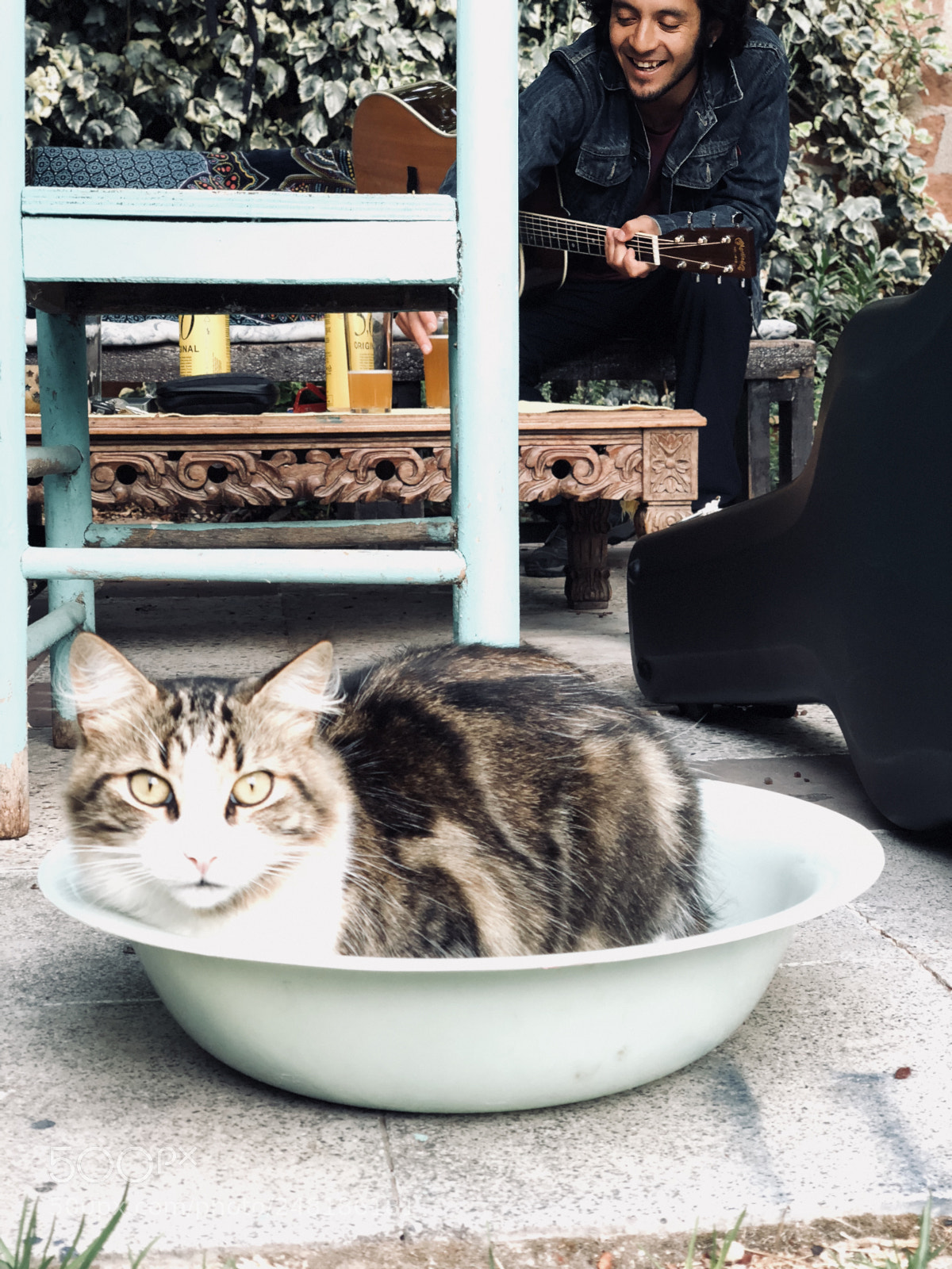 Apple iPhone X sample photo. Vida de gatos photography