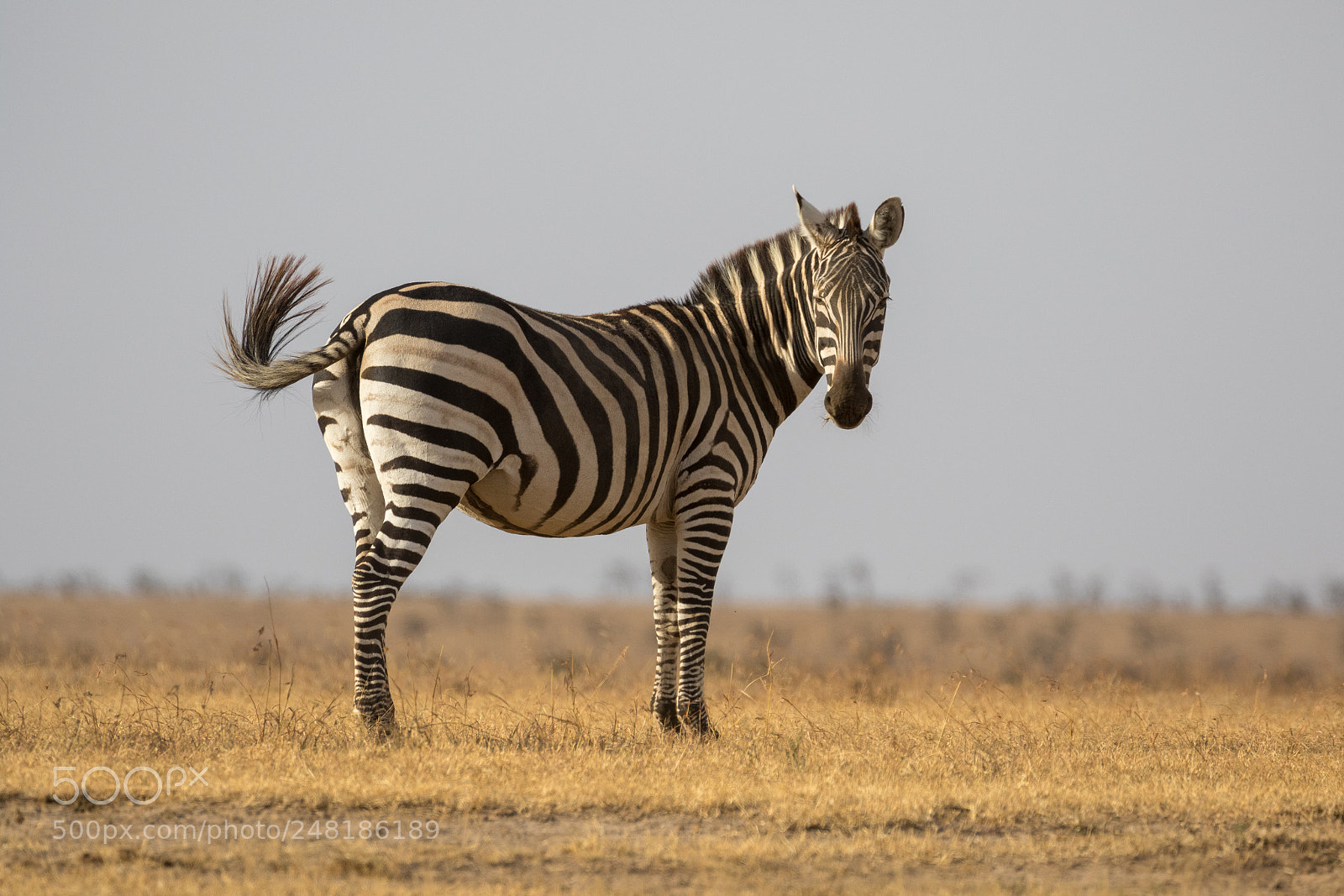 Canon EOS 7D Mark II sample photo. Zebra photography