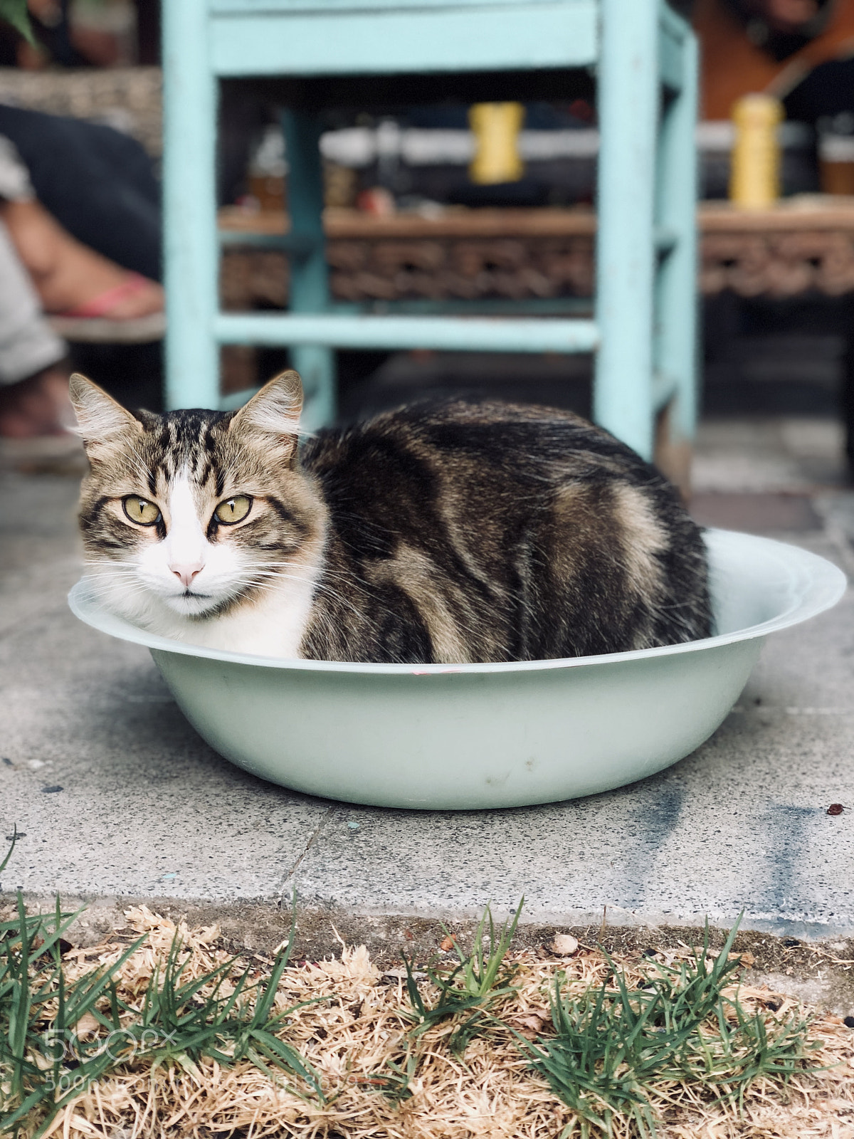 Apple iPhone X sample photo. Vida de gatos photography