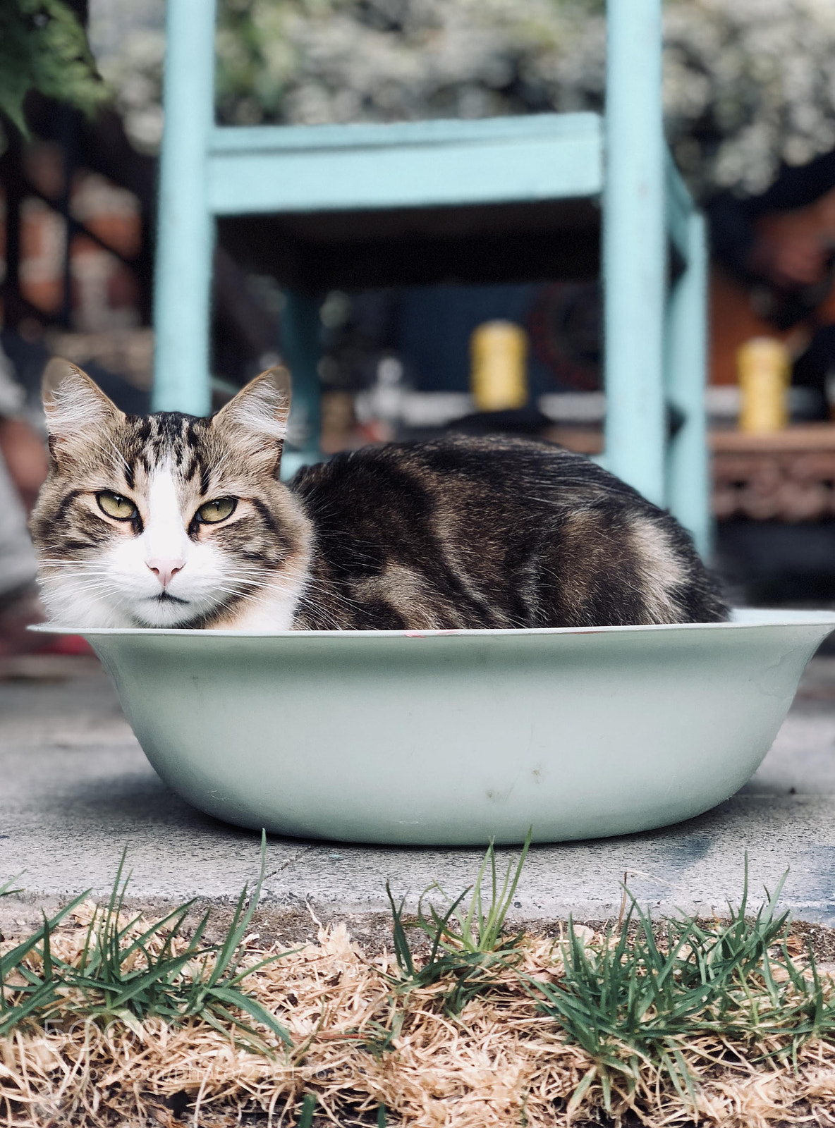 Apple iPhone X sample photo. Vida de gatos photography