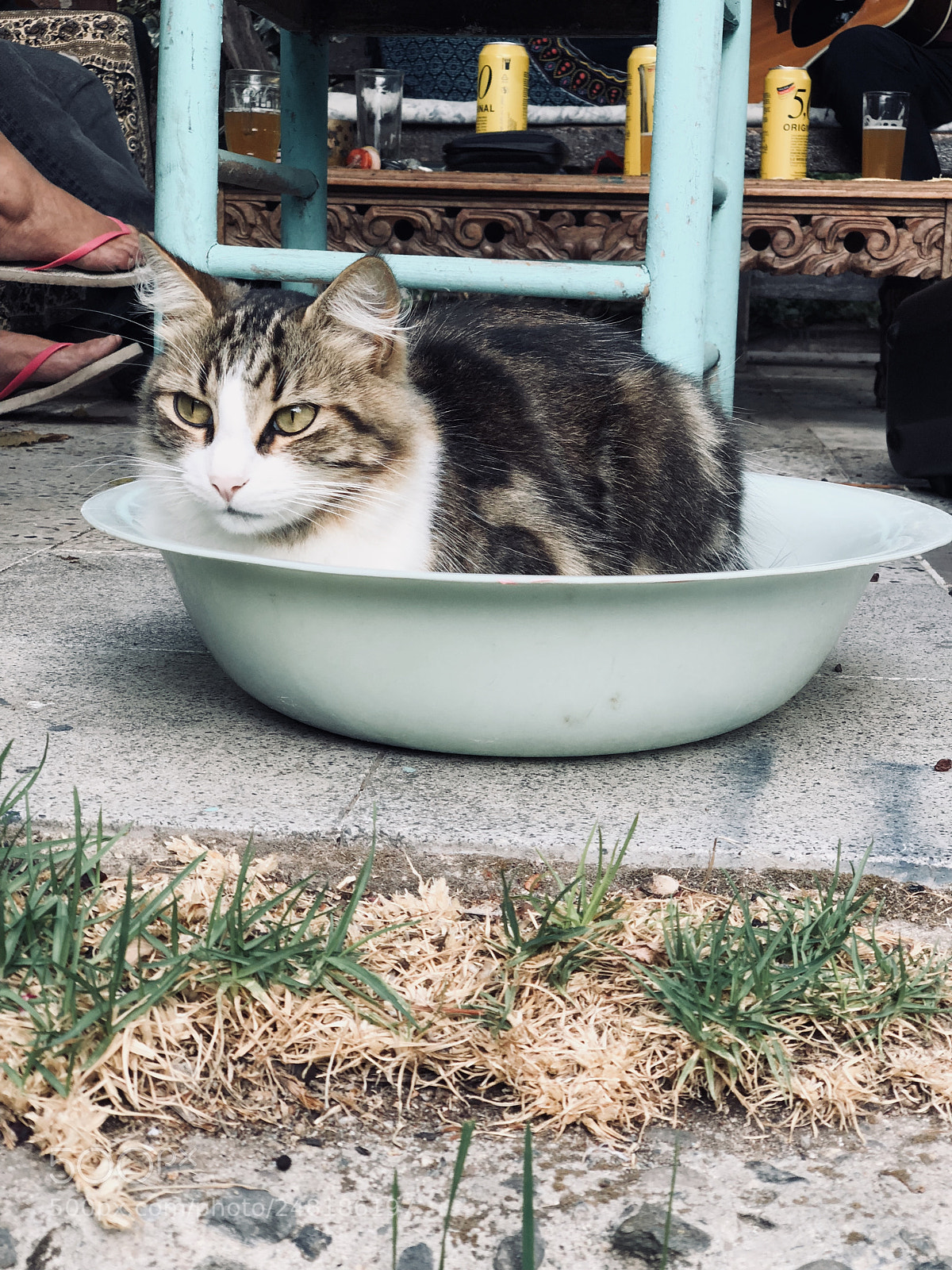 Apple iPhone X sample photo. Vida de gatos photography