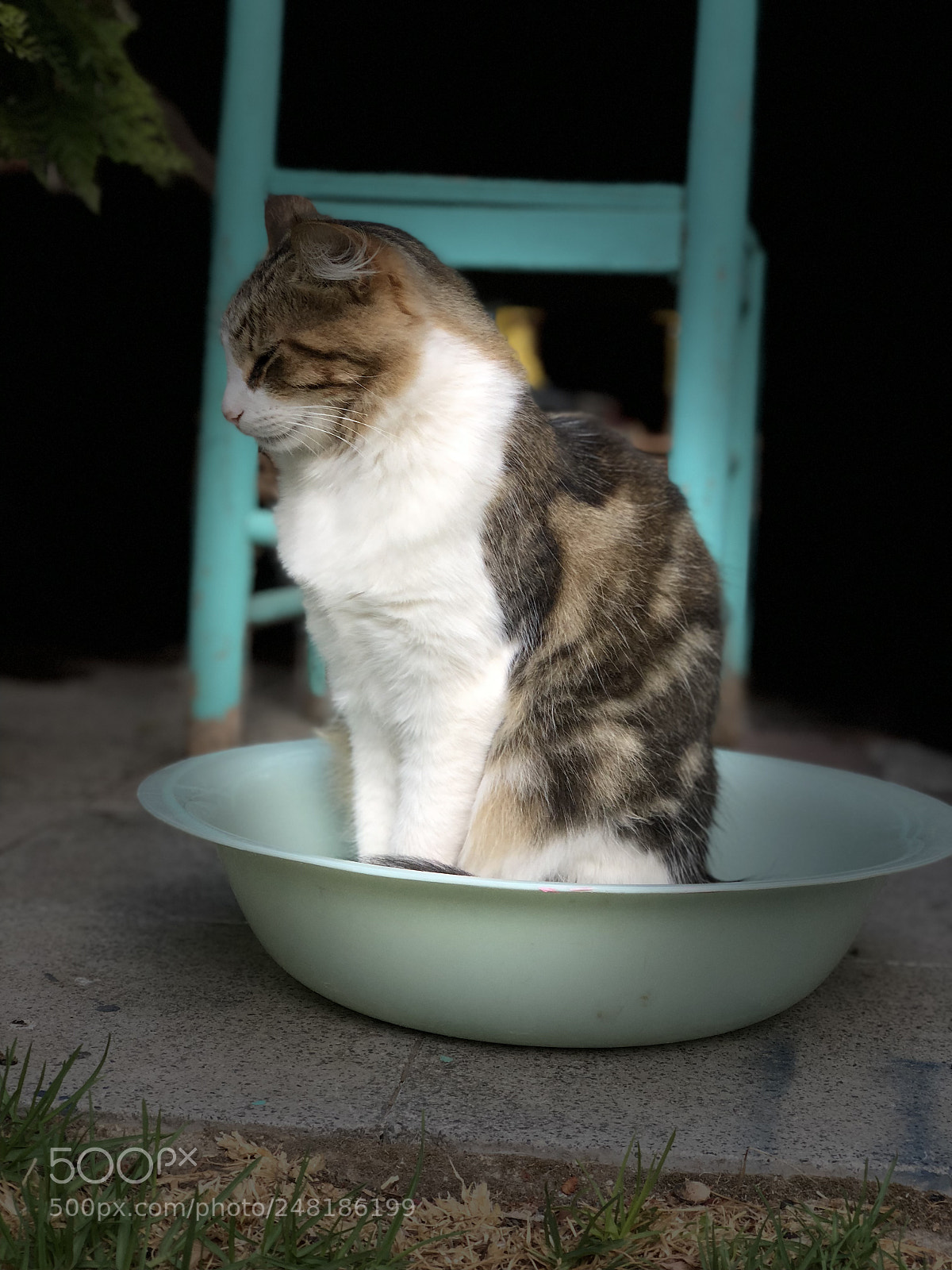 Apple iPhone X sample photo. Vida de gatos photography
