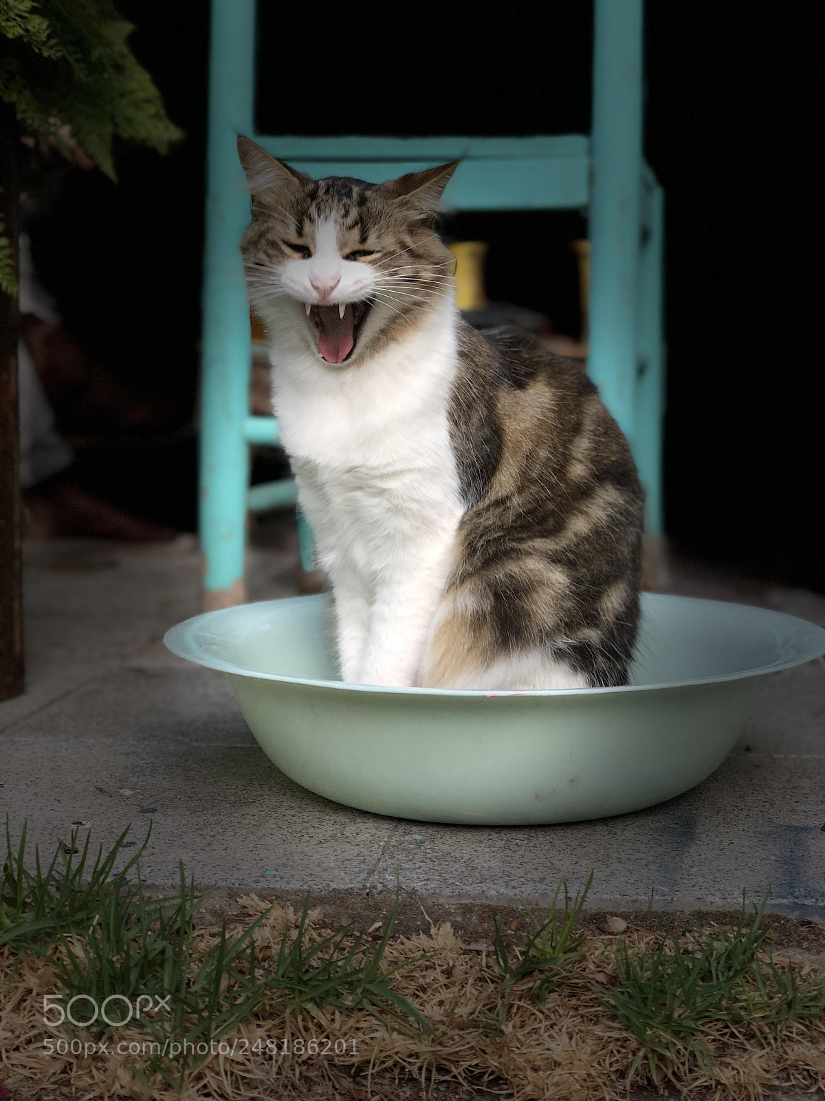 Apple iPhone X sample photo. Vida de gatos photography