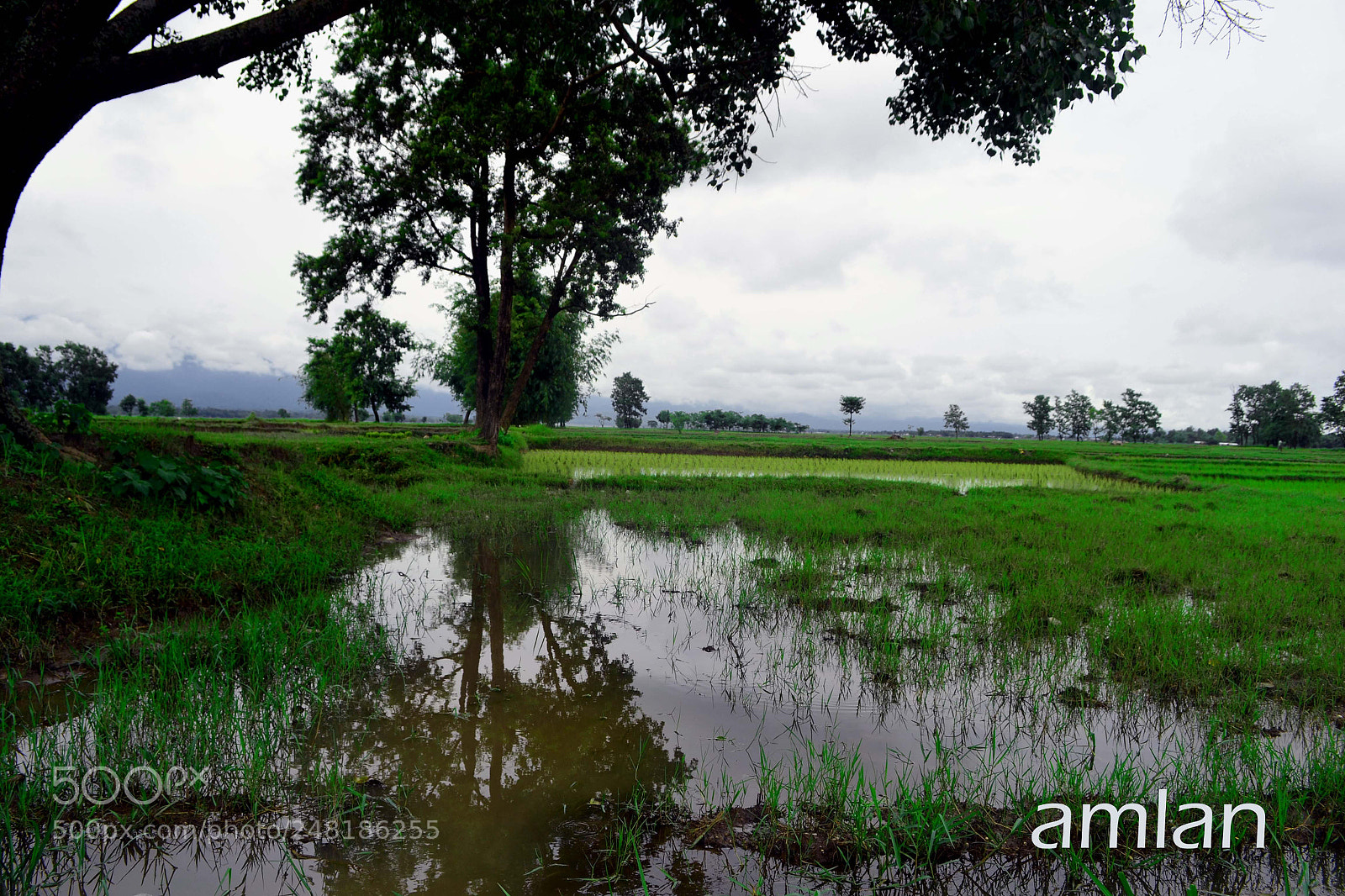 Nikon D3100 sample photo. Copy photography