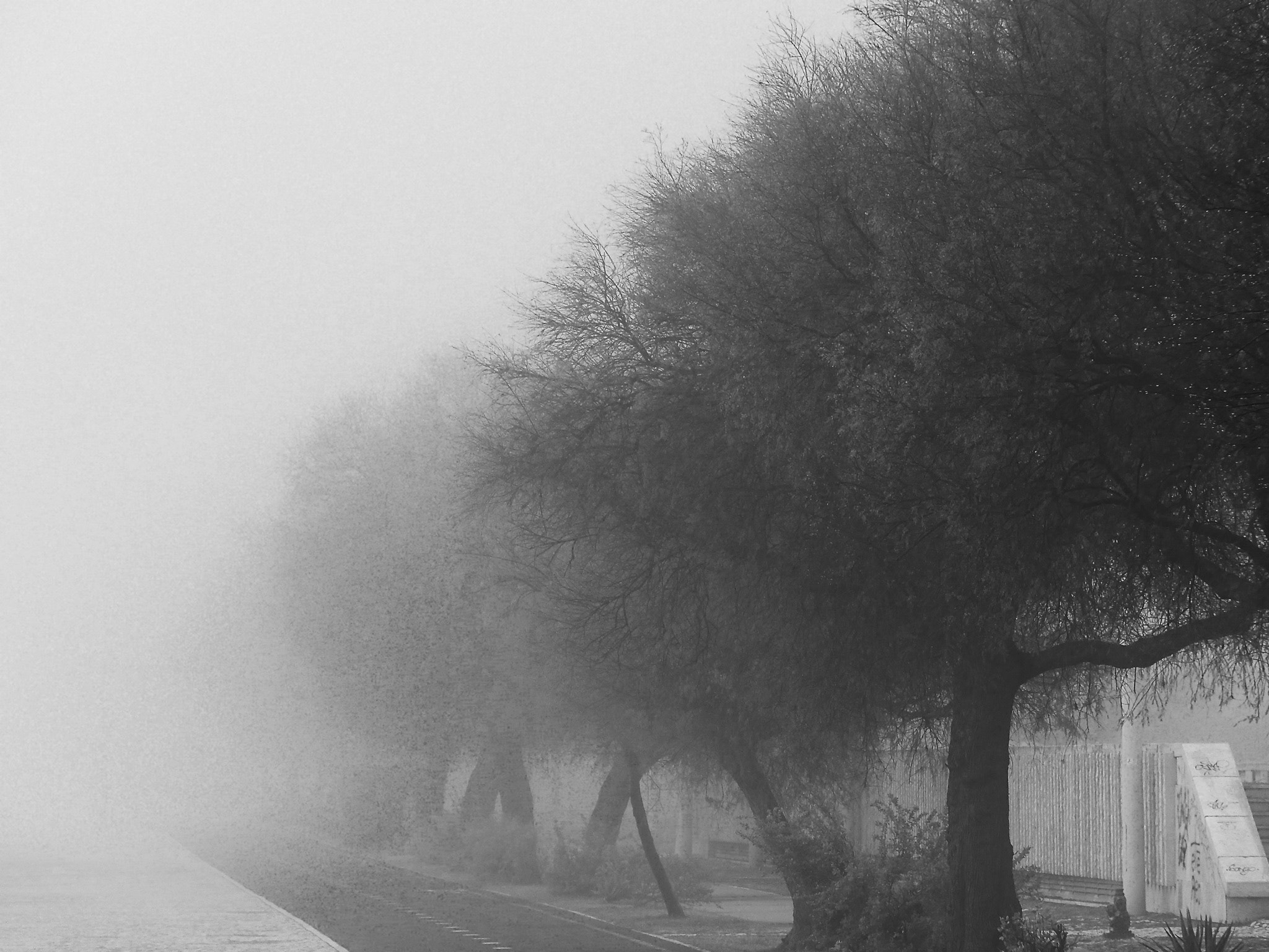 Leica C (Typ 112) sample photo. A fogueira morning... photography