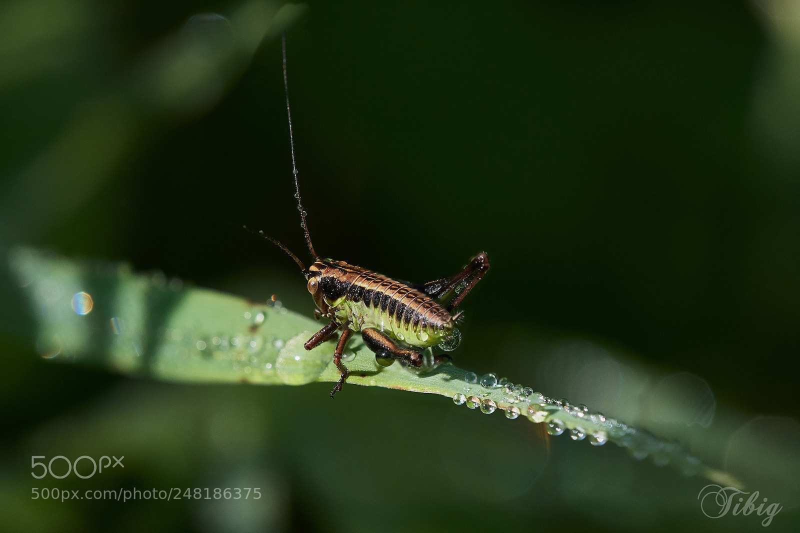 Nikon D500 sample photo. Grasshopper photography