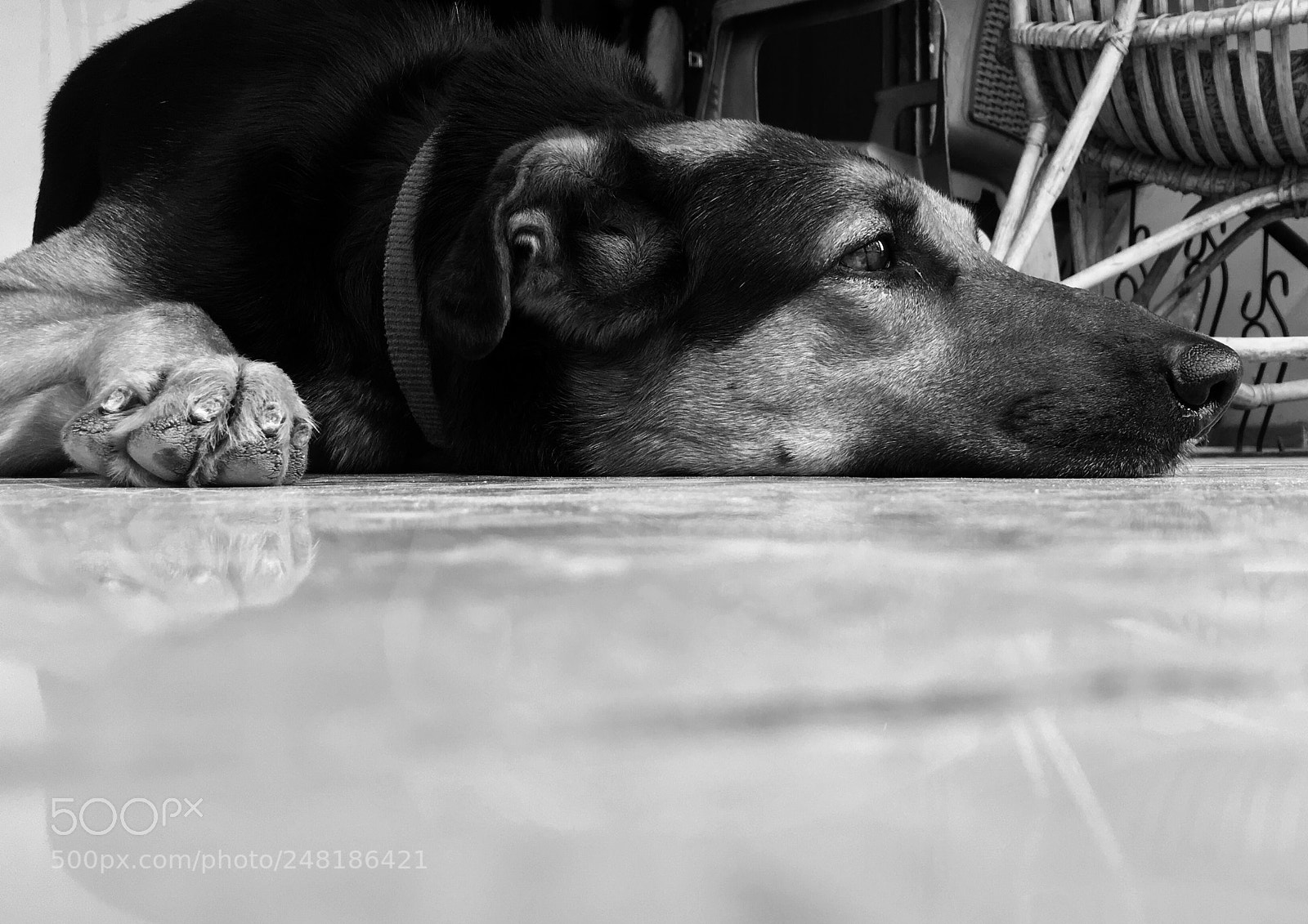 Apple iPhone SE sample photo. My pet photography