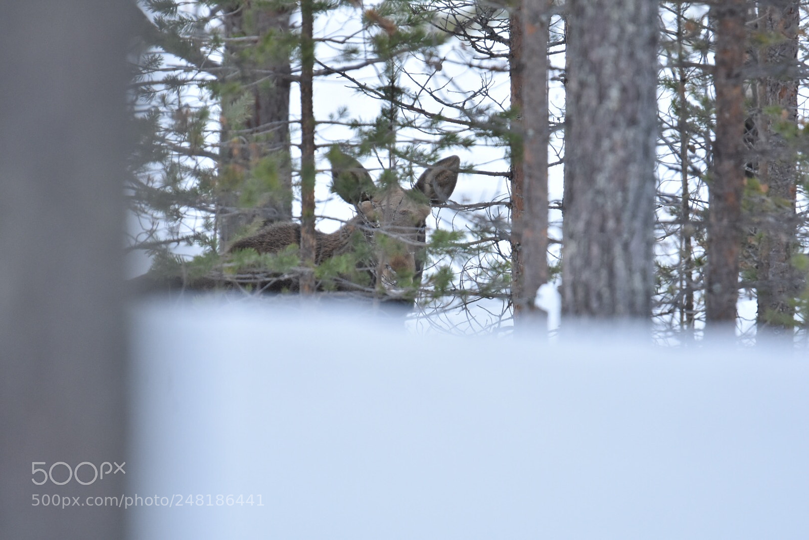 Nikon D7200 sample photo. Moose in snow photography