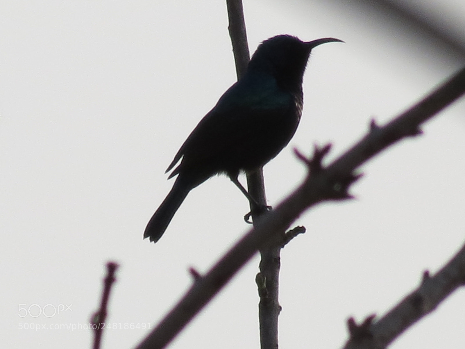 Canon PowerShot SX40 HS sample photo. Sunbird in the sunset photography