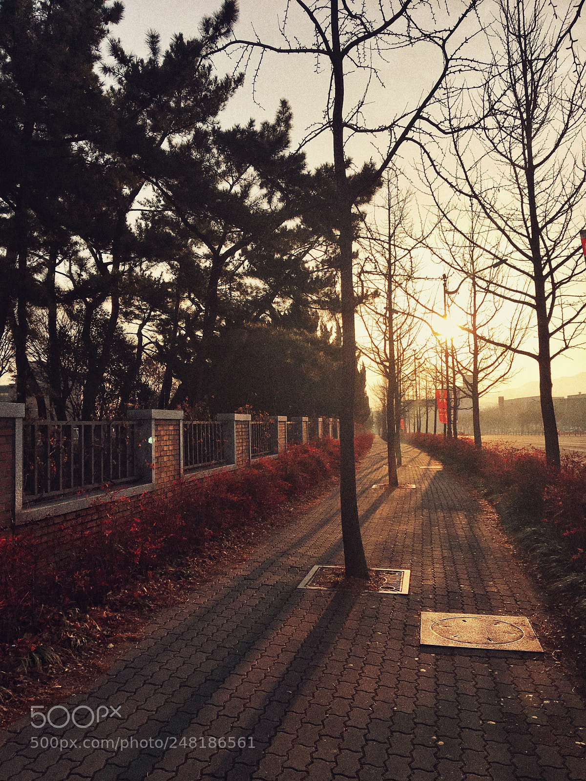 Apple iPhone 6s Plus sample photo. 봄은 왔는데 photography