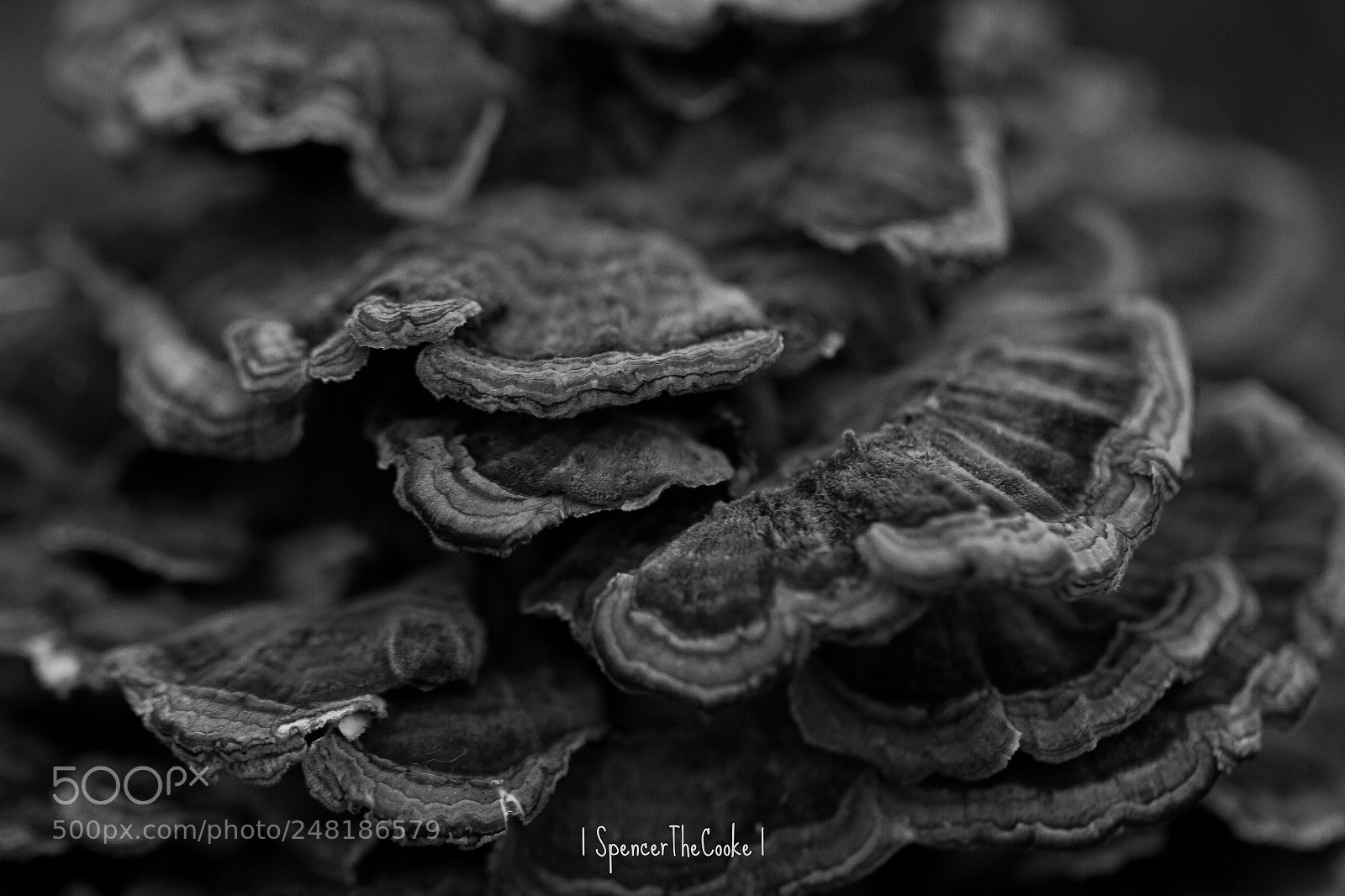 Canon EOS 7D sample photo. Fungus noir photography