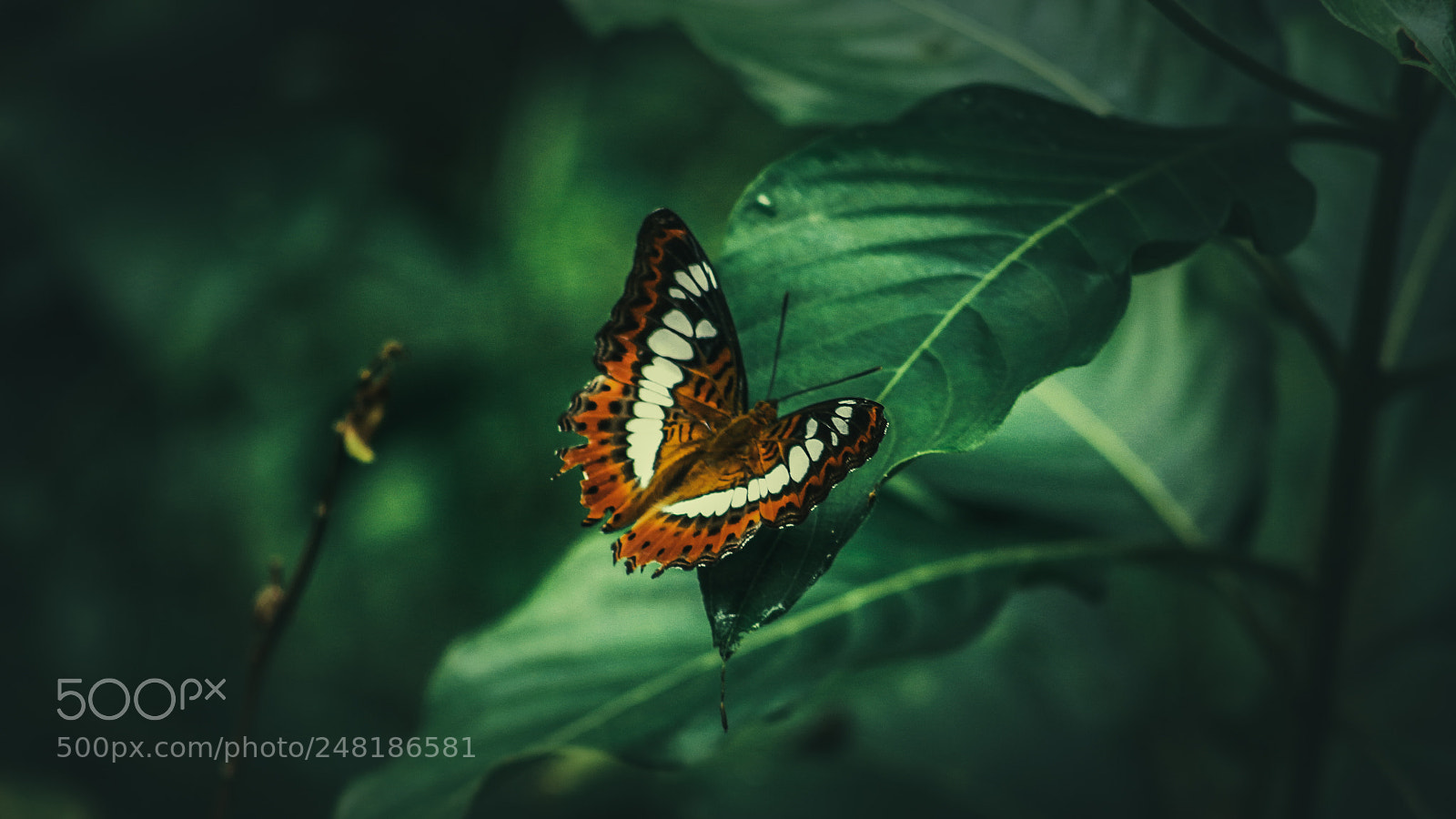 Canon EOS 650D (EOS Rebel T4i / EOS Kiss X6i) sample photo. Butterfly.jpg photography
