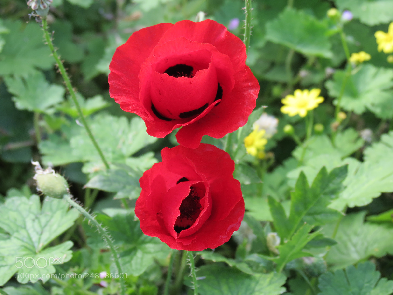 Canon PowerShot SX40 HS sample photo. Red beauty photography