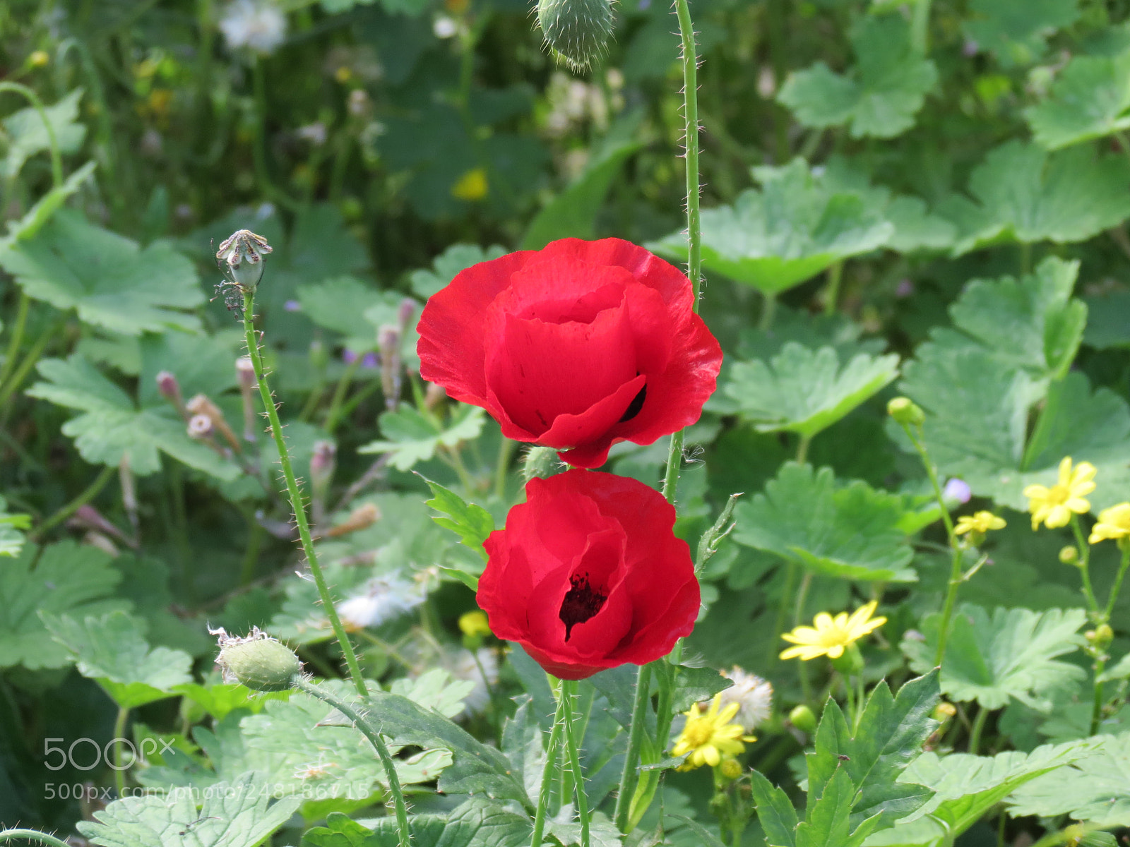 Canon PowerShot SX40 HS sample photo. Img photography