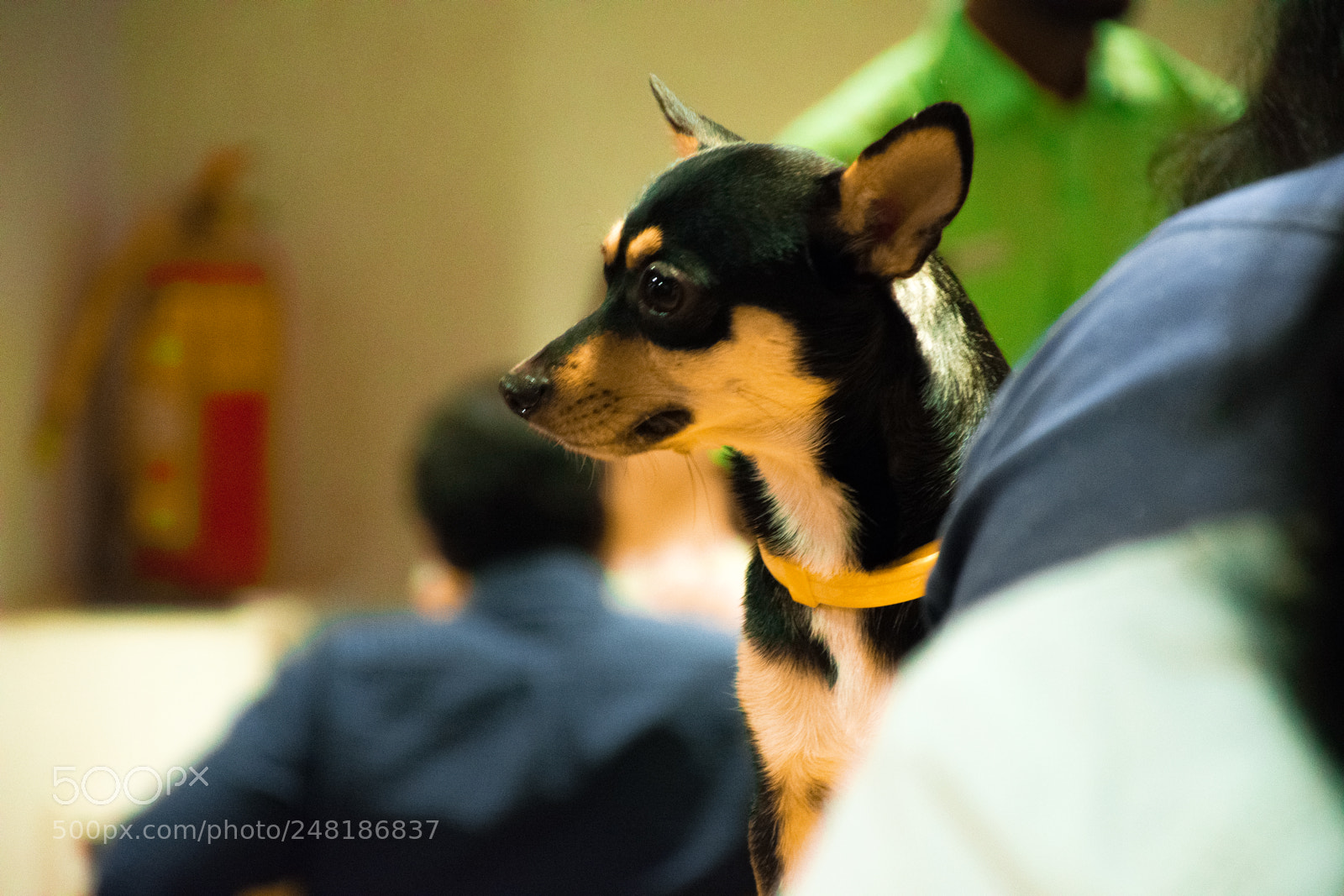 Nikon D5300 sample photo. Chihuaha photography