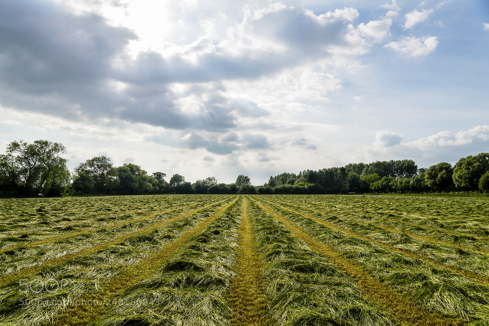 Nikon D610 sample photo. Hay in the field photography