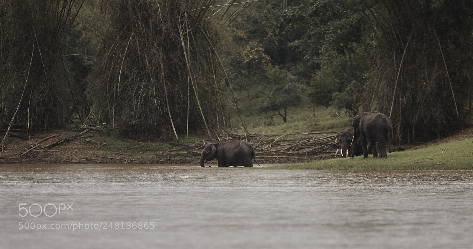Canon EOS 40D sample photo. Animal crossing photography
