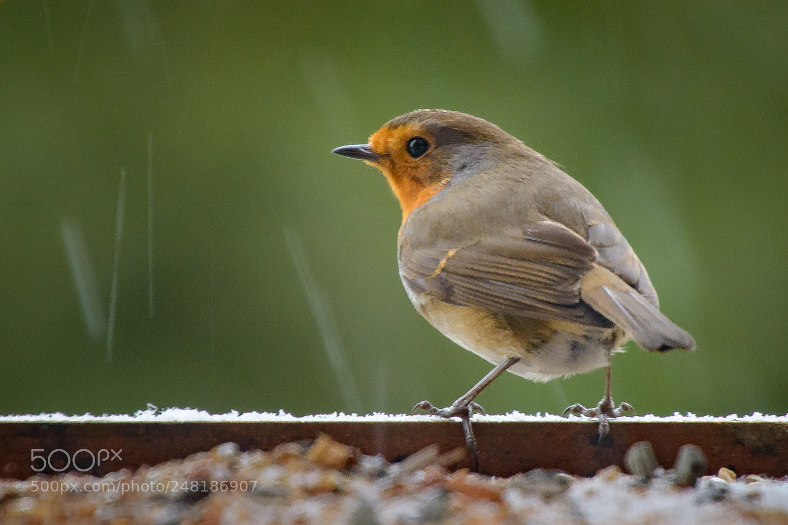 Nikon D500 sample photo. Robin on feeding table. photography
