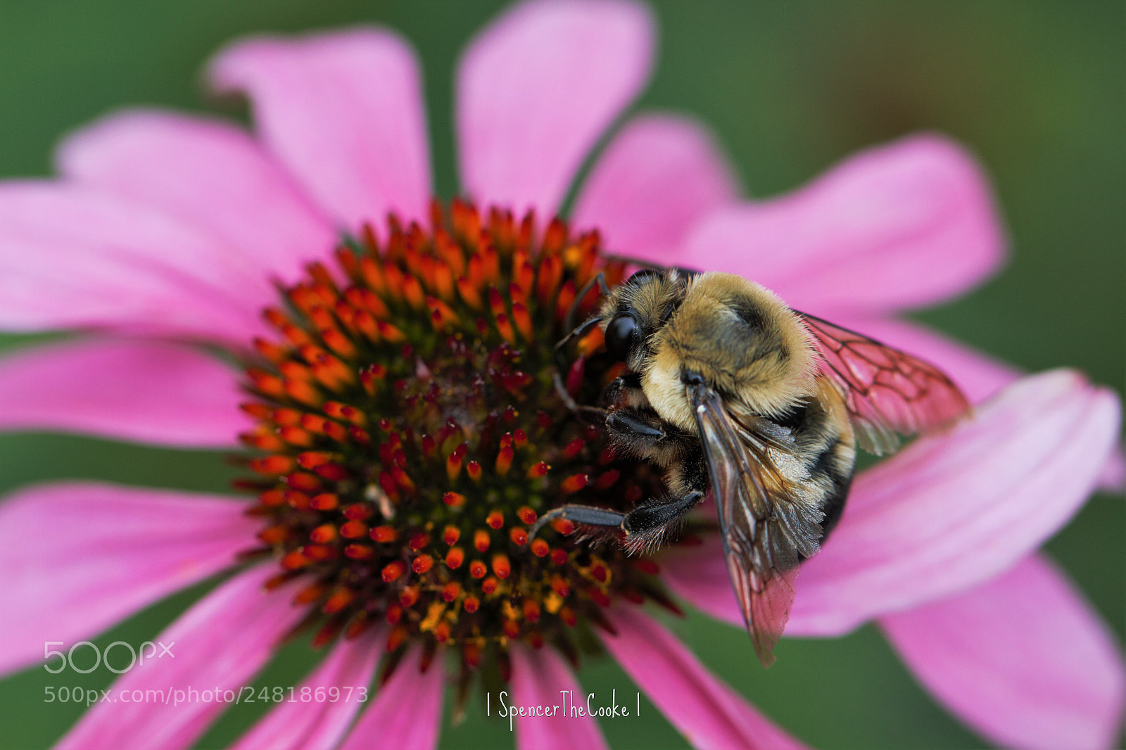 Canon EOS 7D sample photo. Busy as a... photography