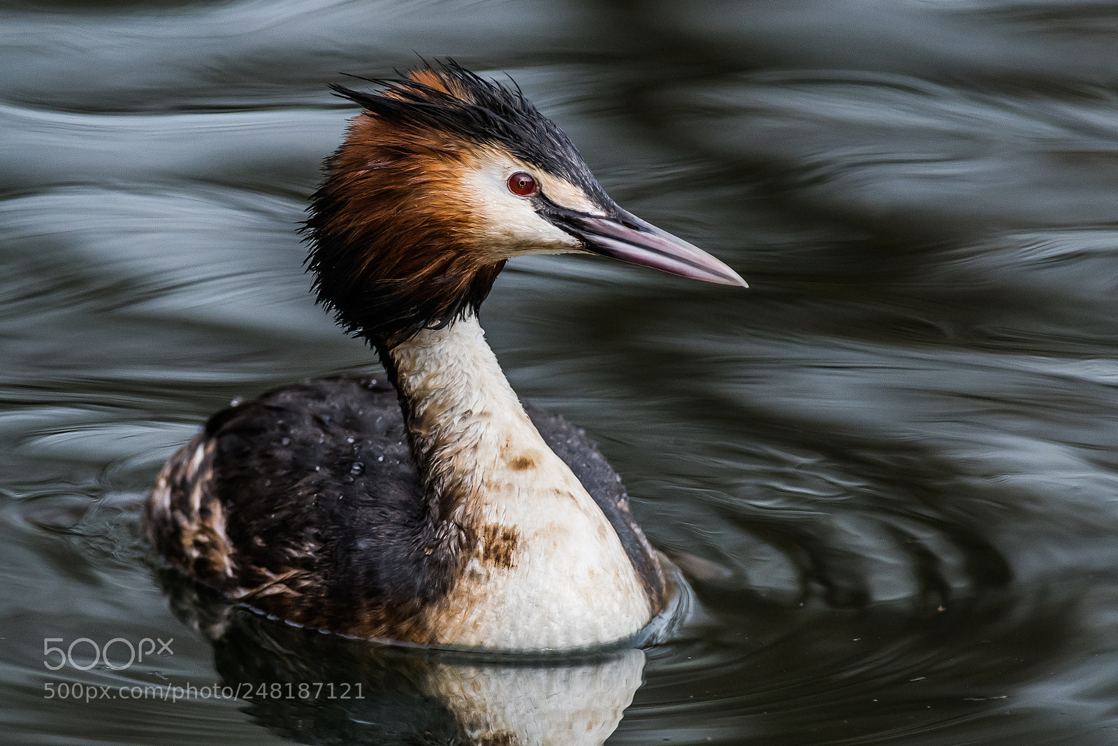 Nikon D500 sample photo. Portrait of a grebe photography