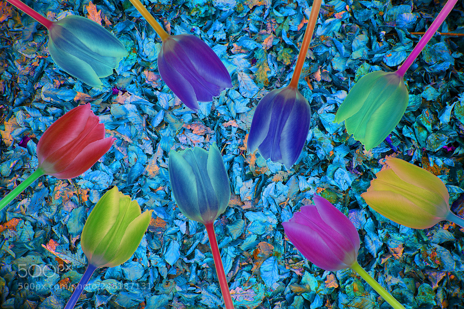 Nikon D700 sample photo. Colorful tulips photography