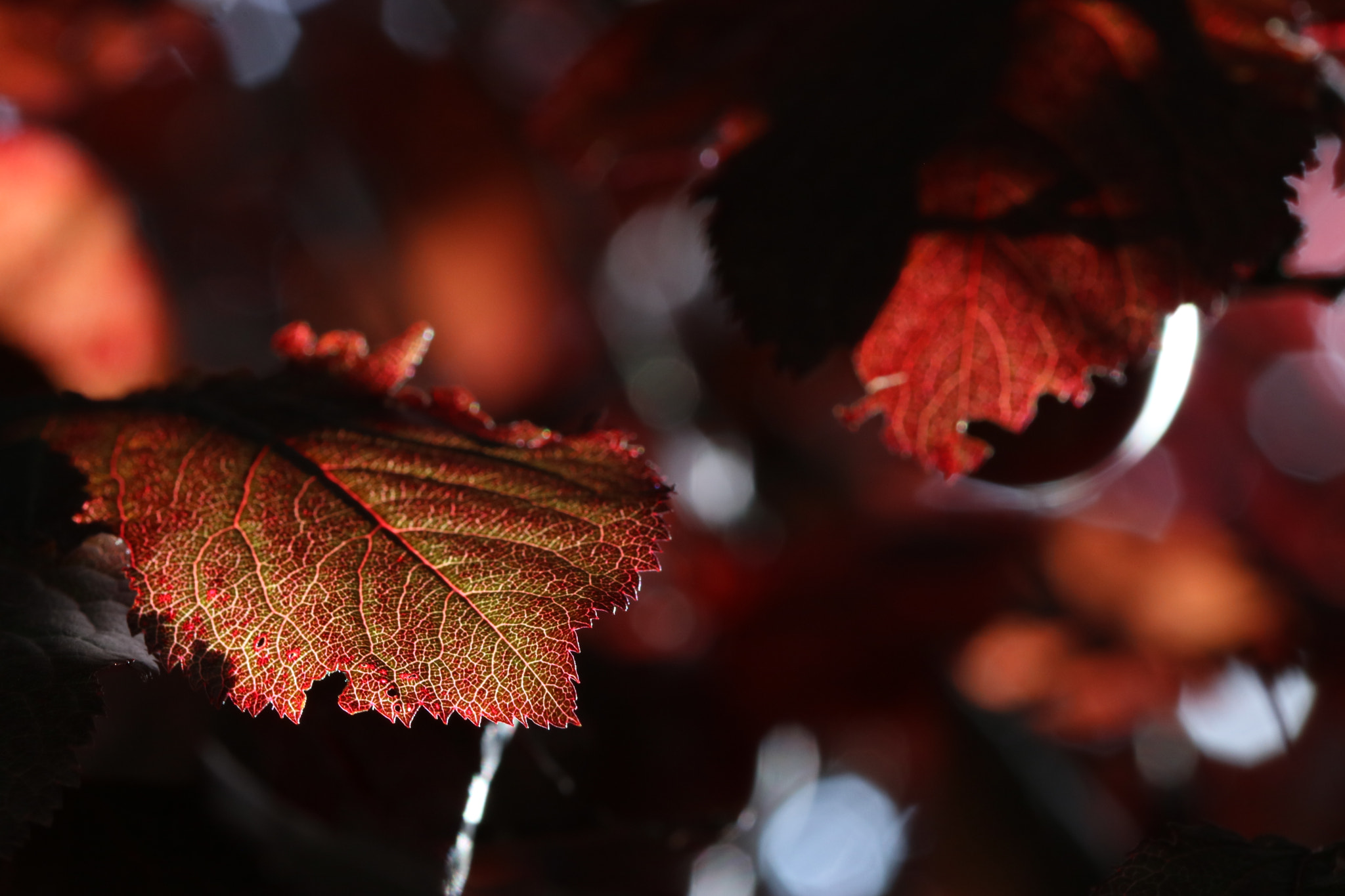 Sigma 105mm F2.8 EX DG OS HSM sample photo. In reddish woods photography