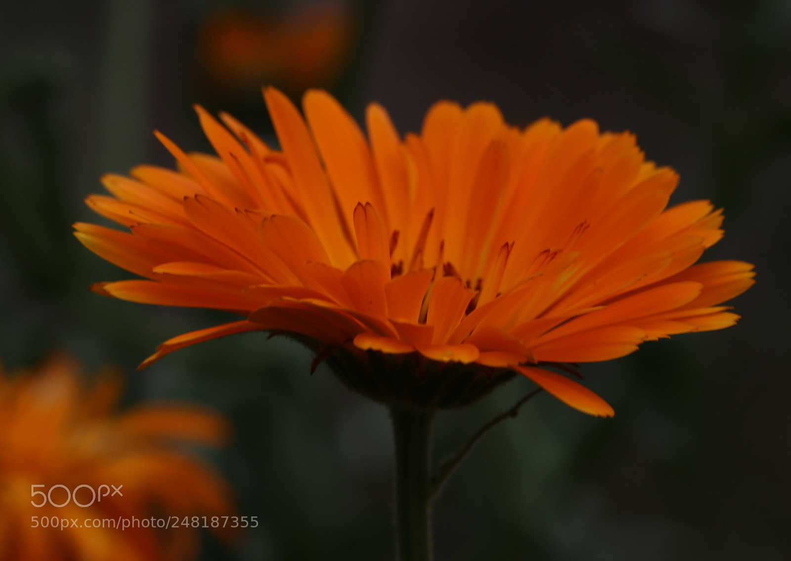 Canon EOS 760D (EOS Rebel T6s / EOS 8000D) sample photo. Autumn fire photography