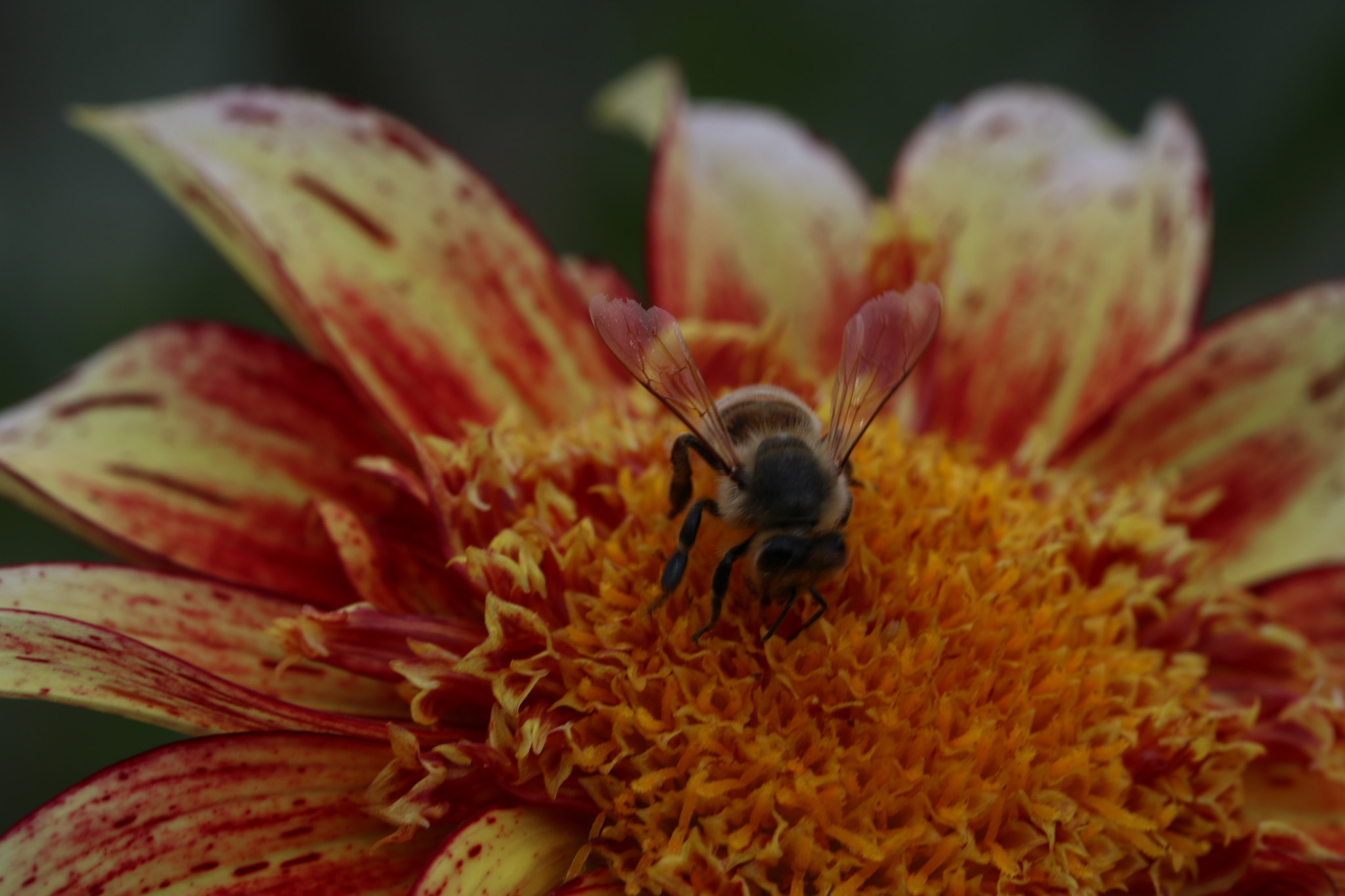 Sigma 105mm F2.8 EX DG OS HSM sample photo. Getting busy photography