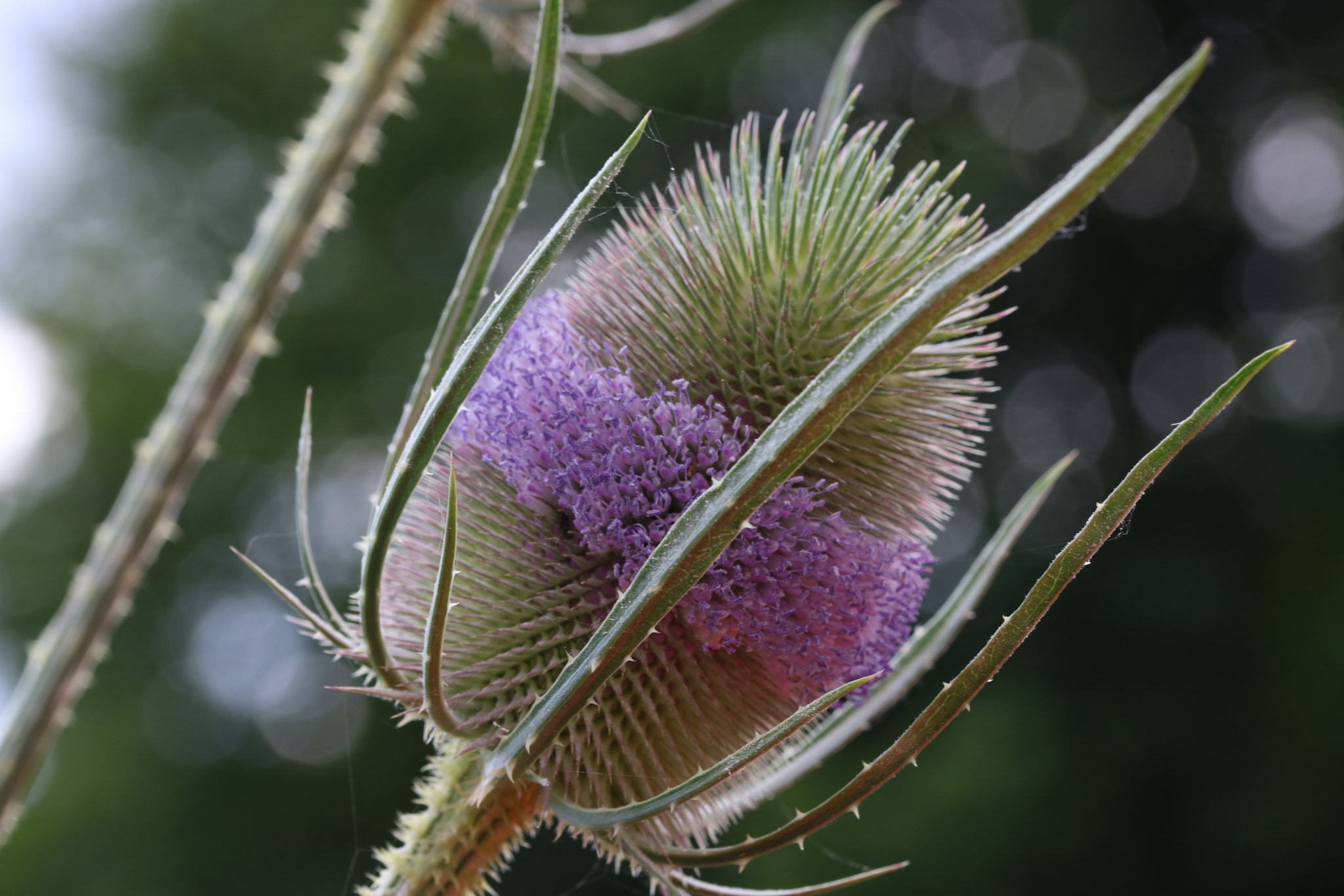 Canon EOS 760D (EOS Rebel T6s / EOS 8000D) + Sigma 105mm F2.8 EX DG OS HSM sample photo. Strange flower photography