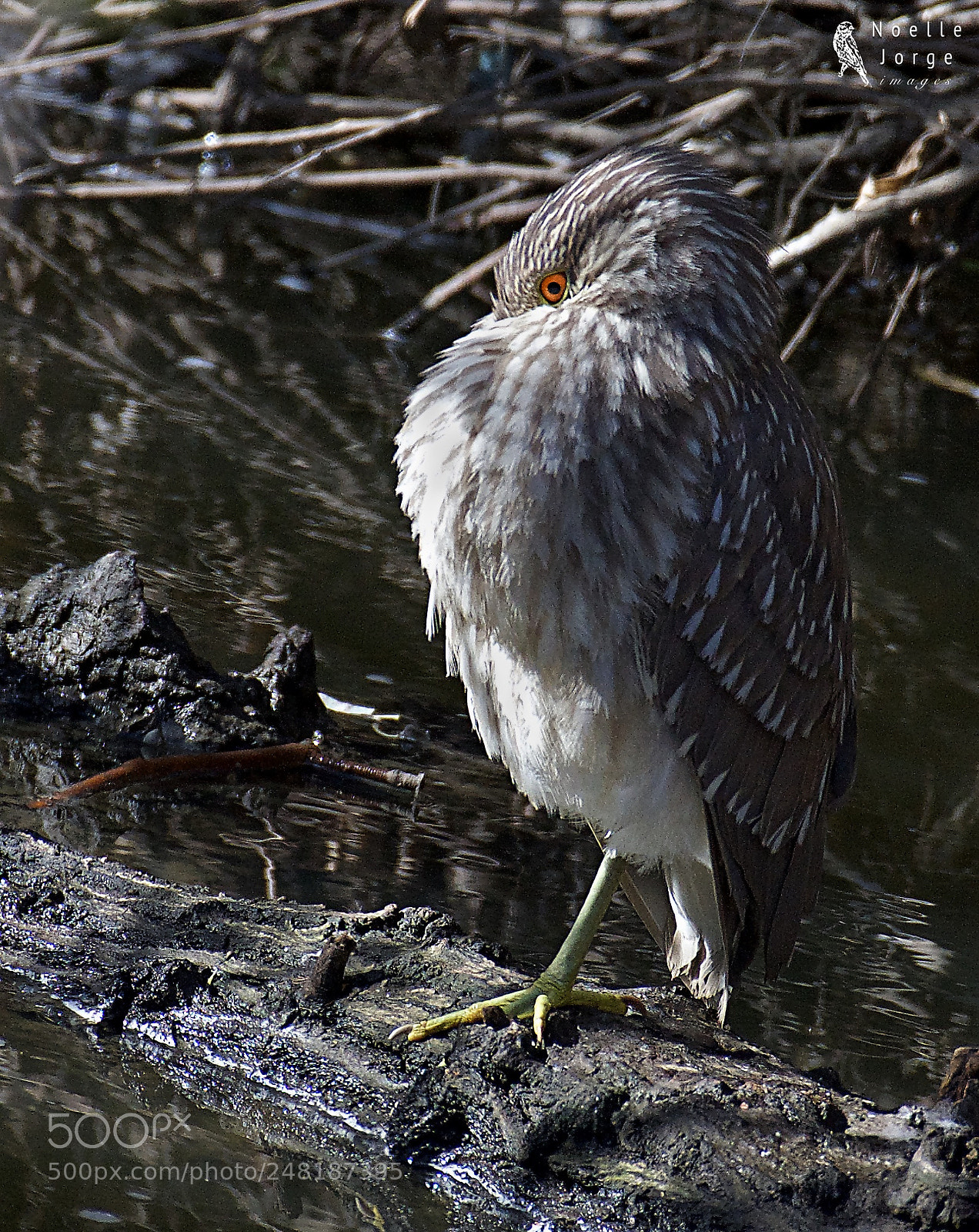 Nikon D500 sample photo. Keeping warm on winter photography