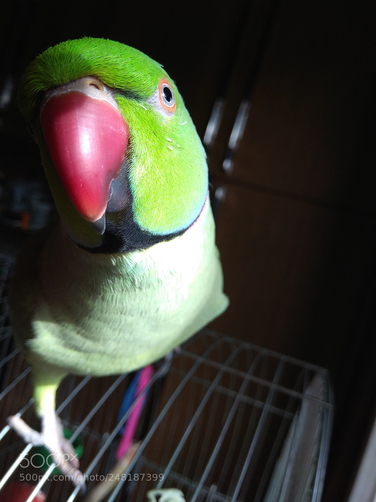 Xiaomi Redmi Note 4 sample photo. Indian ringneck photography