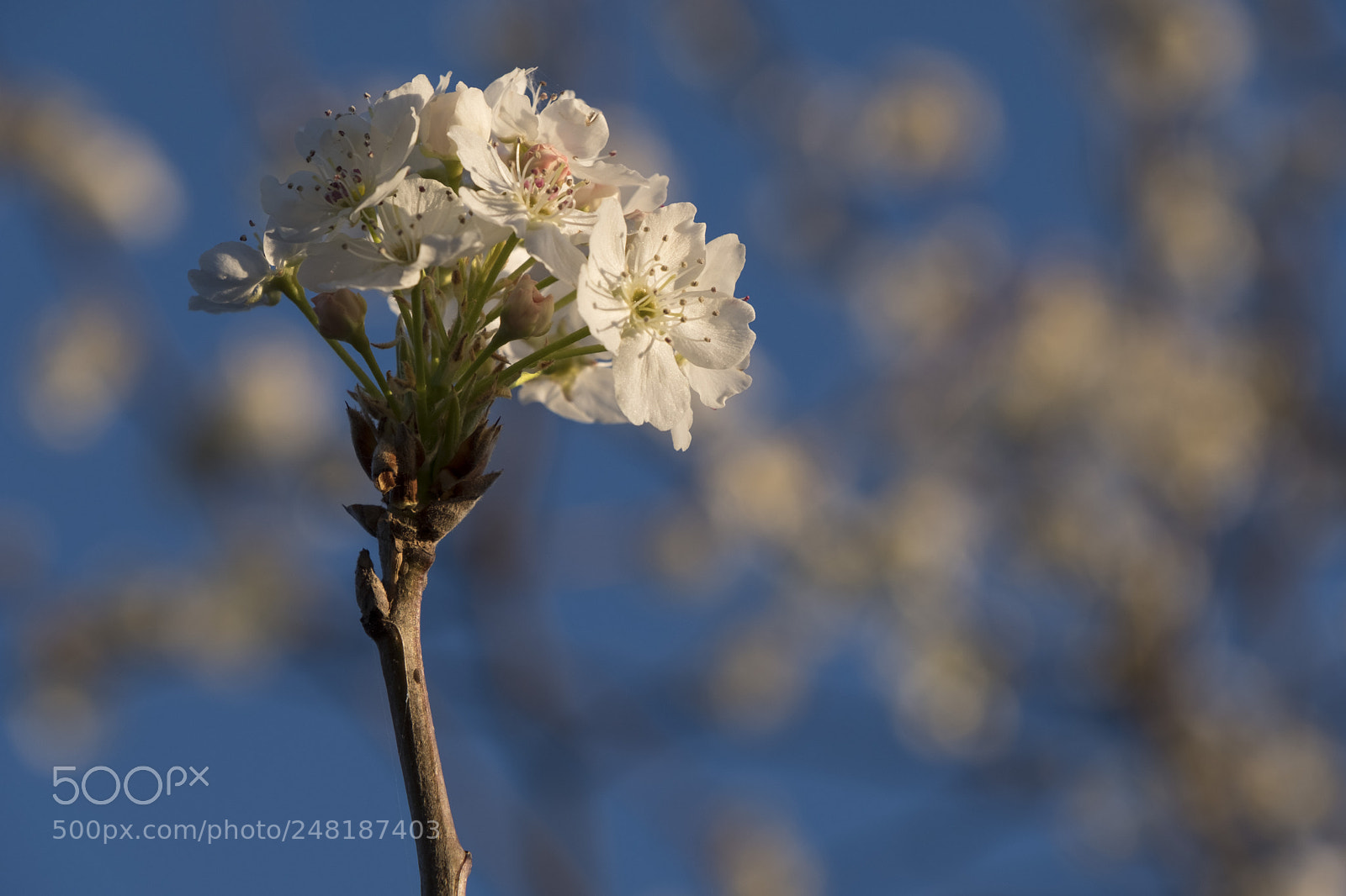 Fujifilm X-T2 sample photo. Spring photography