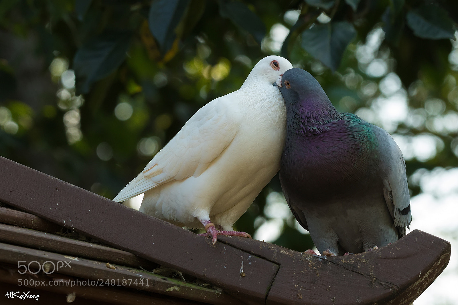 Canon EOS 7D Mark II sample photo. Love photography