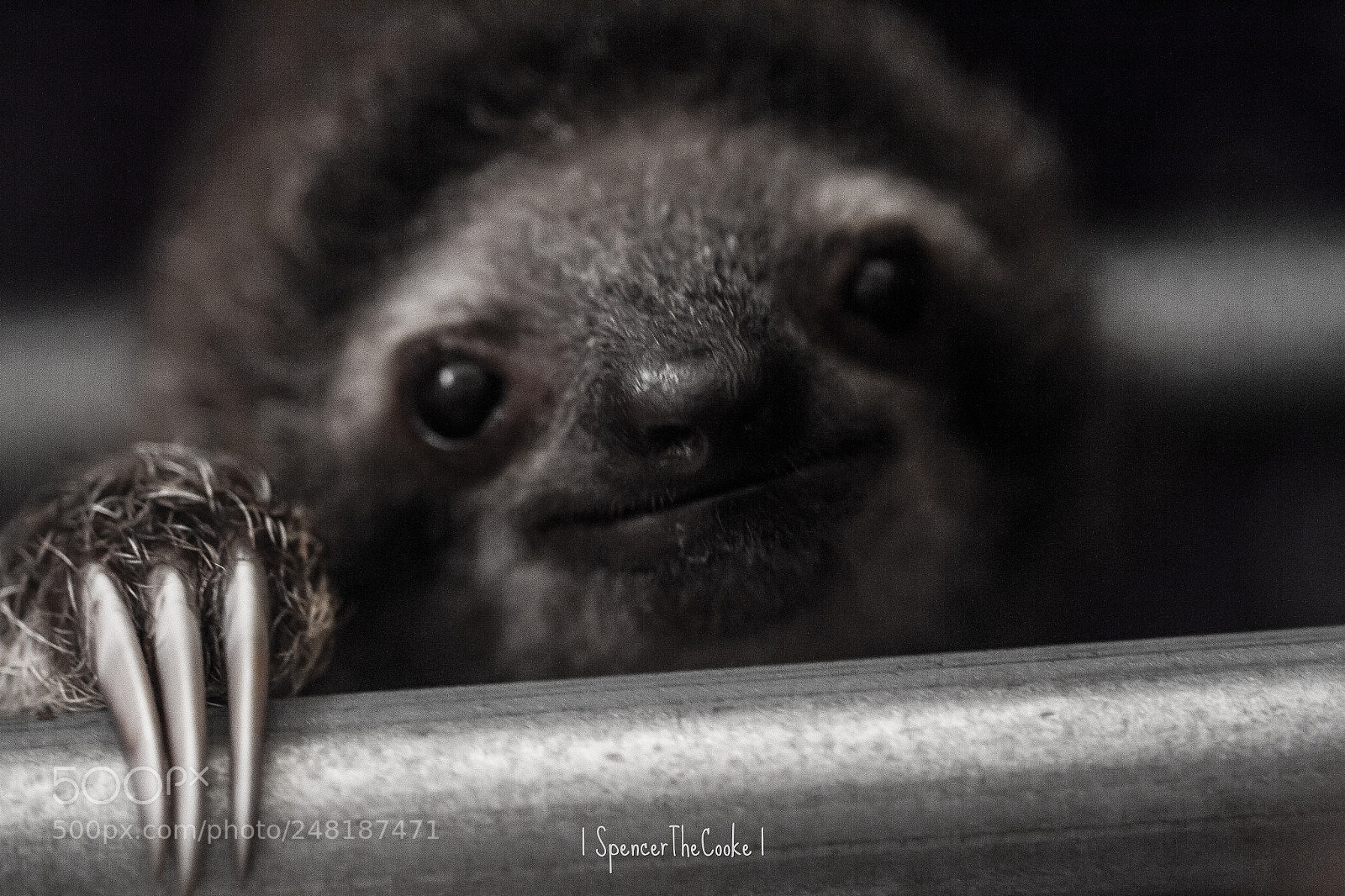 Canon EOS 7D sample photo. A sloth in the photography