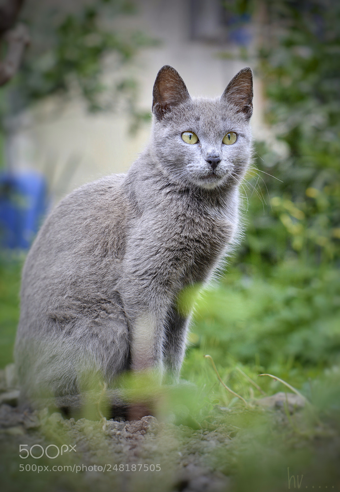 Nikon D7100 sample photo. Sure of herself photography