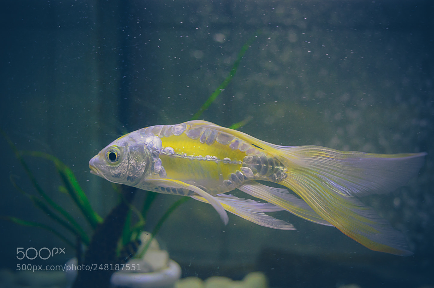 Nikon D3200 sample photo. Carp photography