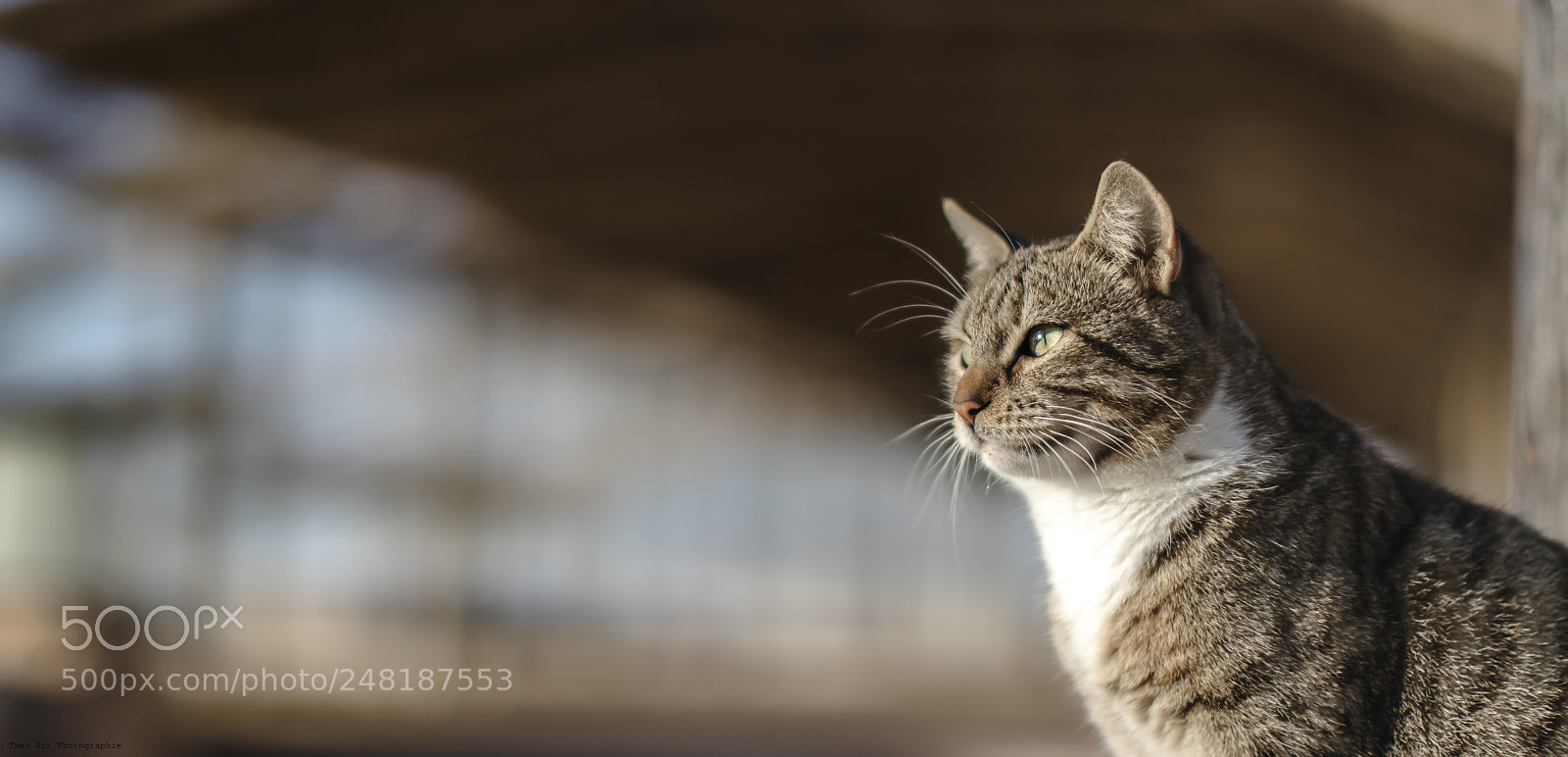 Canon EOS 80D sample photo. Mini tiger photography