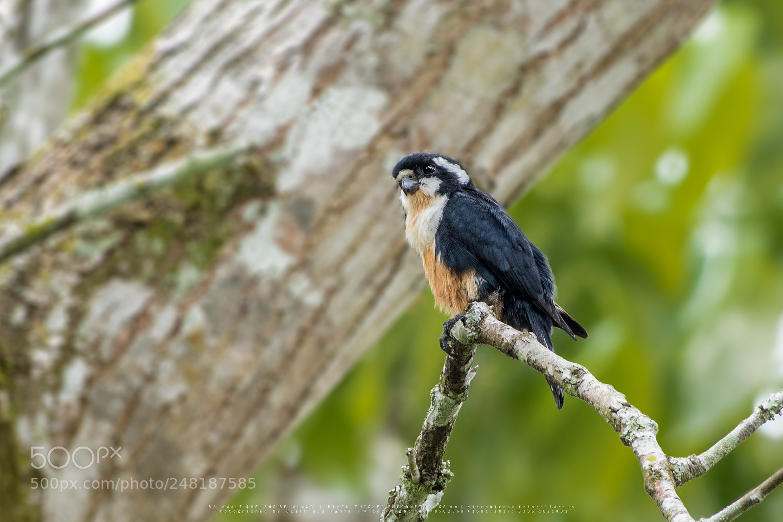 Nikon D810 sample photo. Black-thighed falconet photography