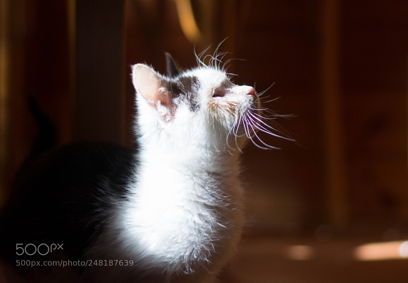 Nikon D5200 sample photo. In the light photography