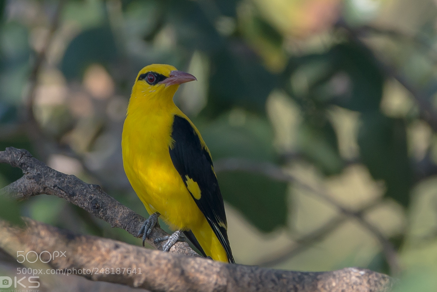 Nikon D610 sample photo. Golden oriole photography