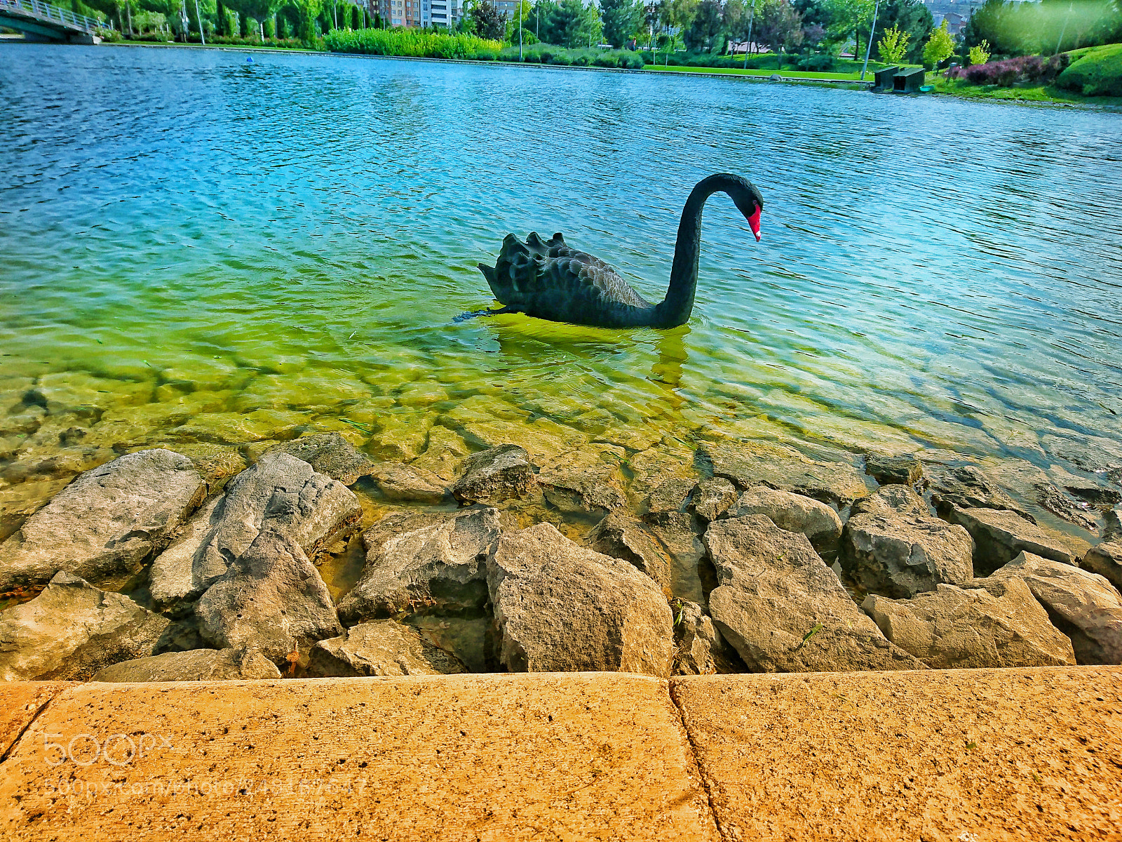 Sony Xperia XZ sample photo. Mute swan photography