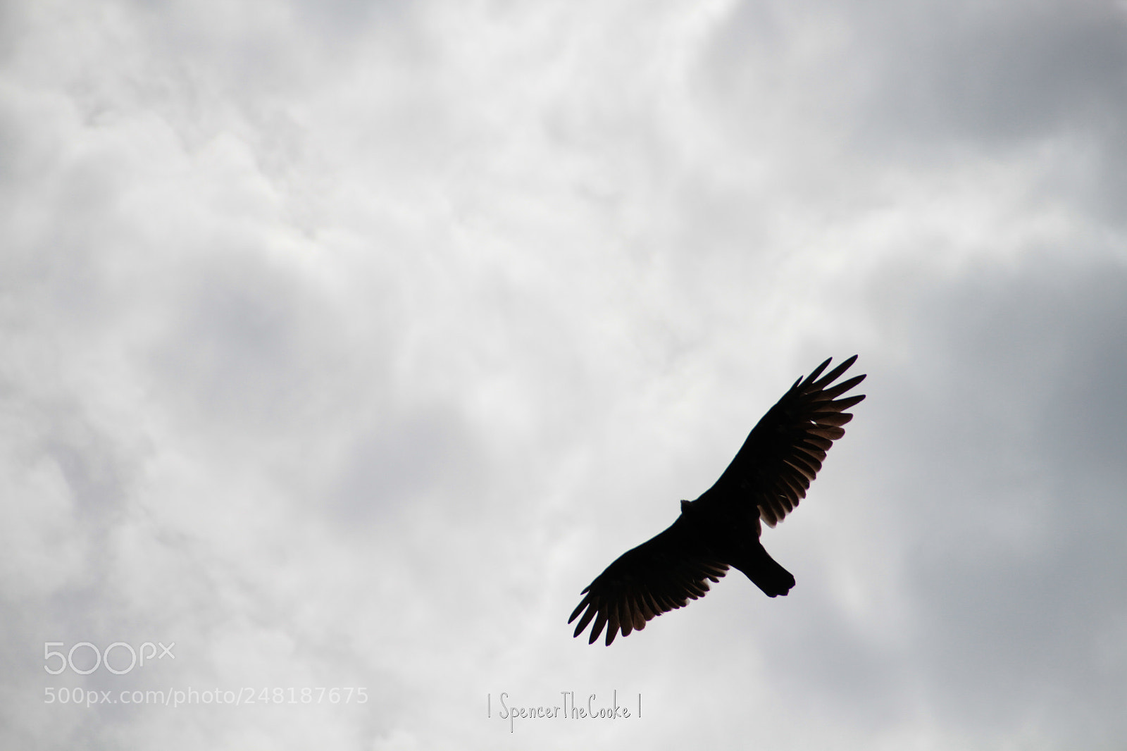 Canon EOS 7D sample photo. Death from above photography