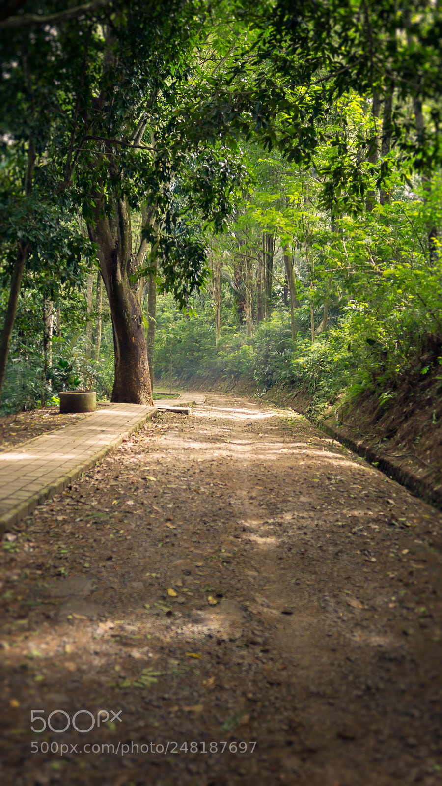 Sony SLT-A77 sample photo. Trail unknown photography
