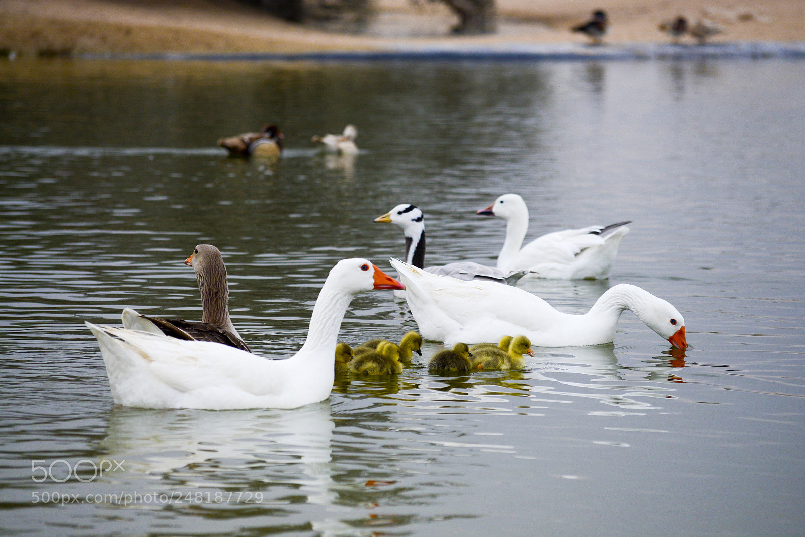 Nikon D7100 sample photo. Ducklings photography