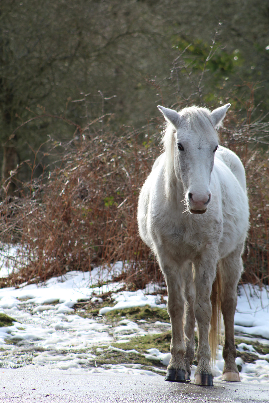 Canon EF 75-300mm f/4-5.6 sample photo. White horse photography